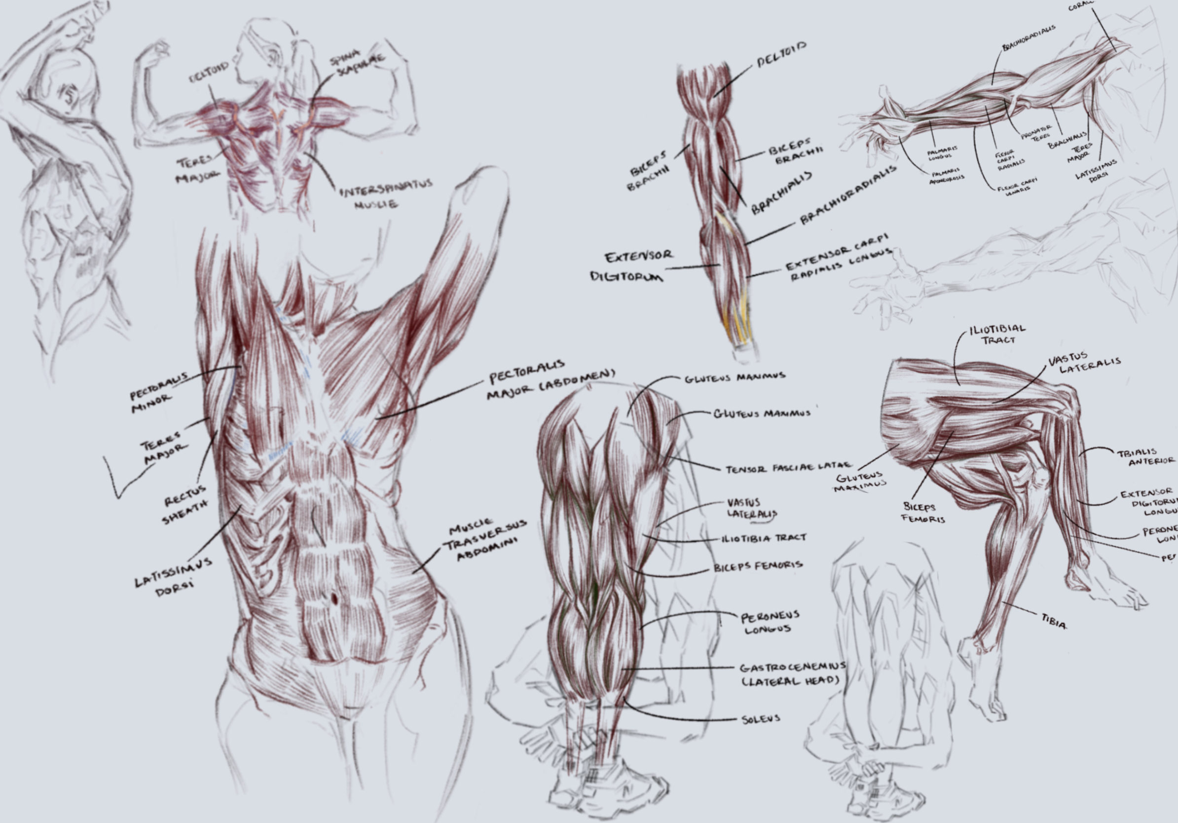 Anatomy Studies - Adobe Photoshop - 2019