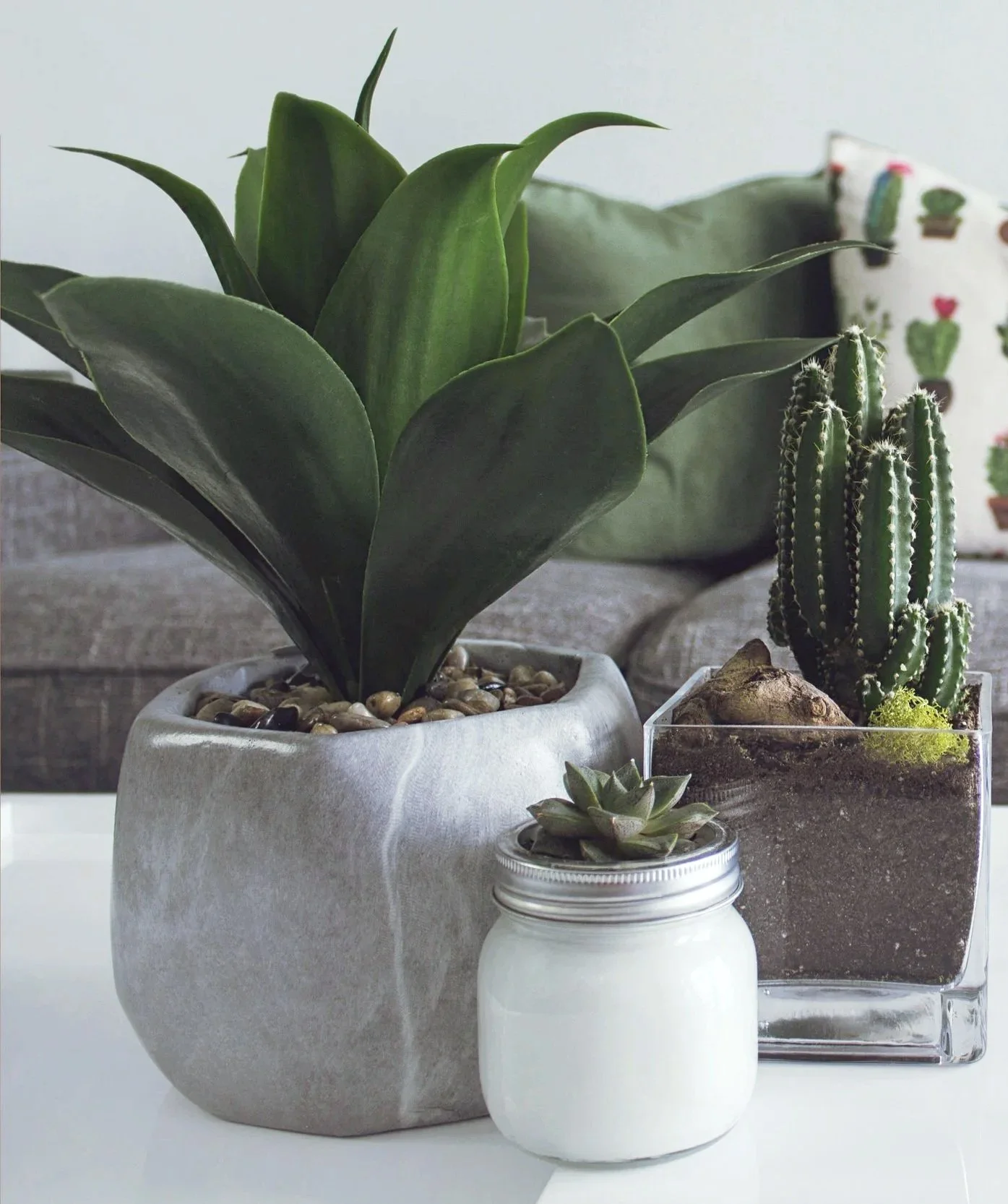 Potted plants representing growth, healing, and survivor-centered support