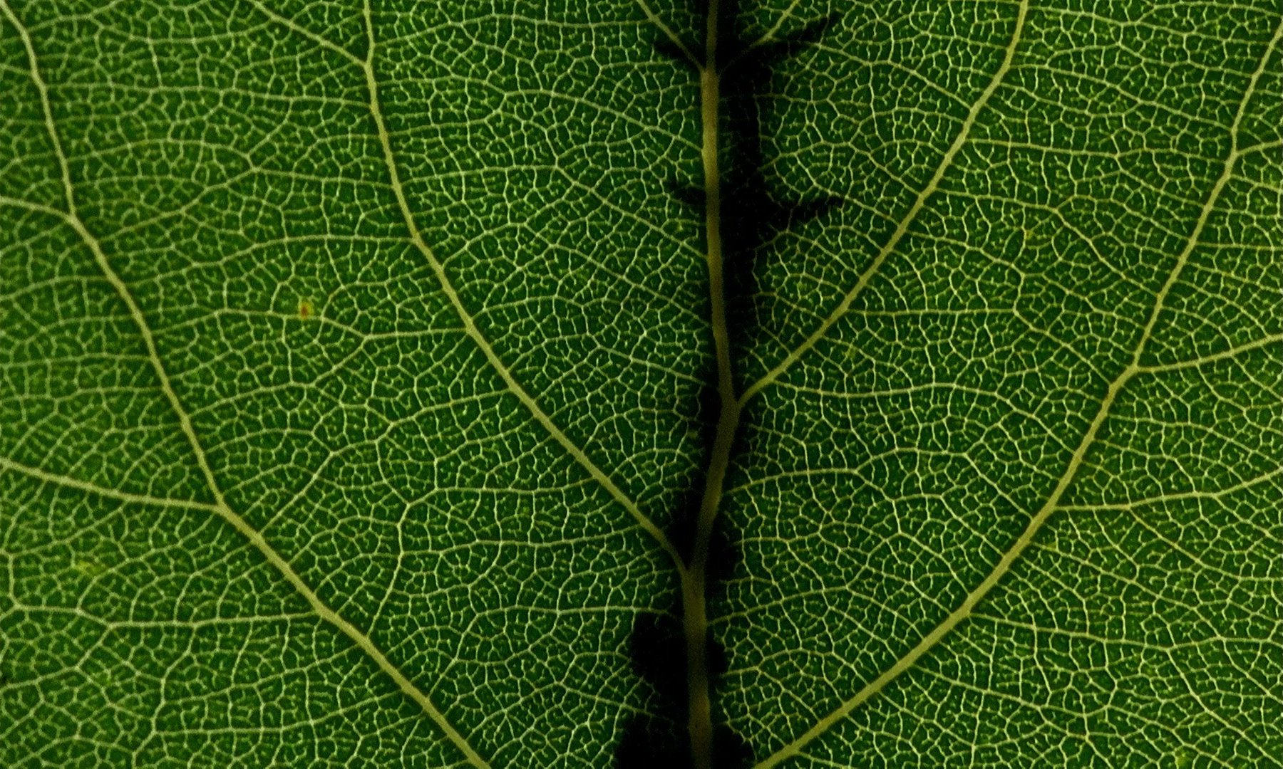 4 - Microcosmos.jpg