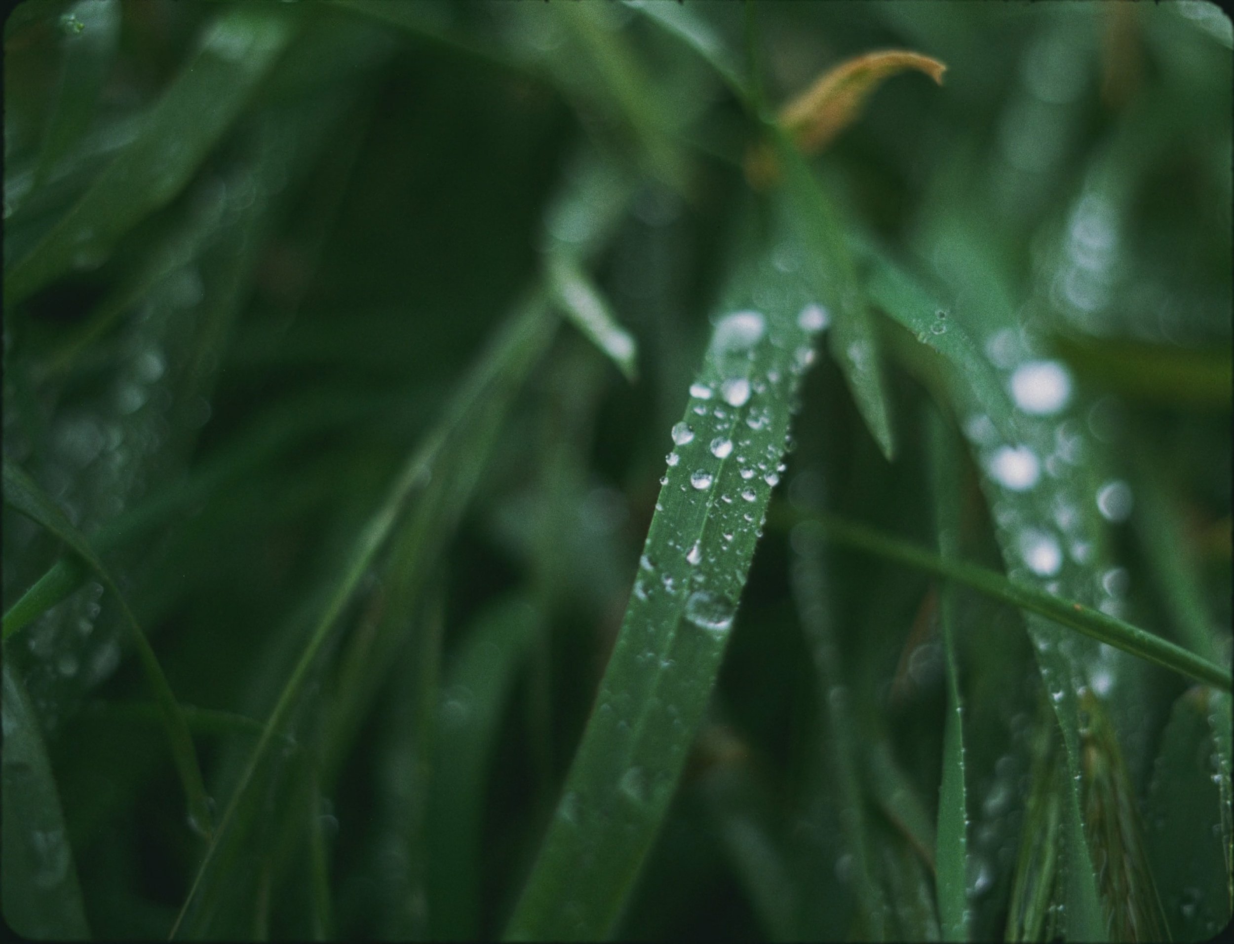 12 - Nature.jpg