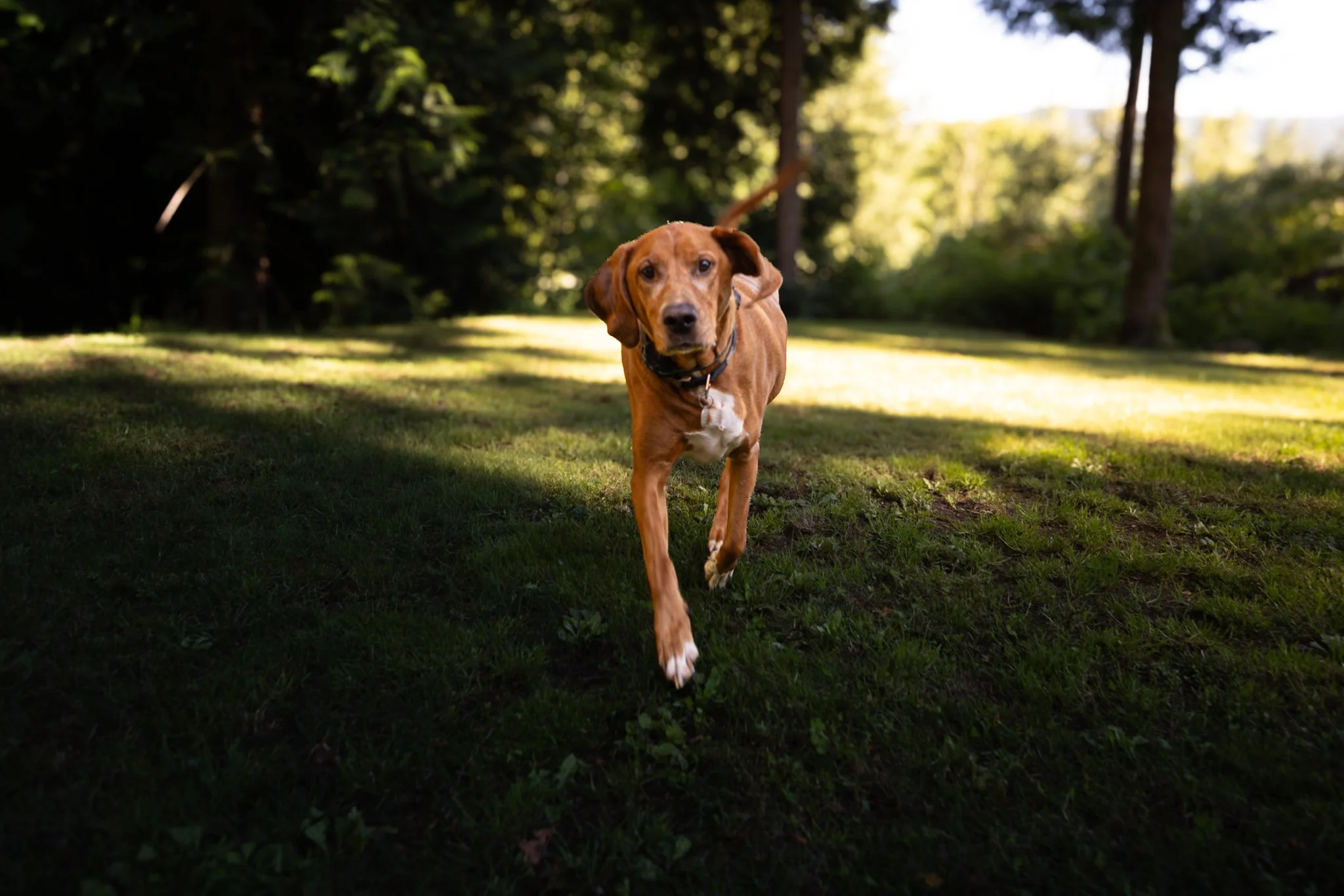A brown dog with floppy ears running on a grassy area in a park with tall trees and sunlight filtering through.