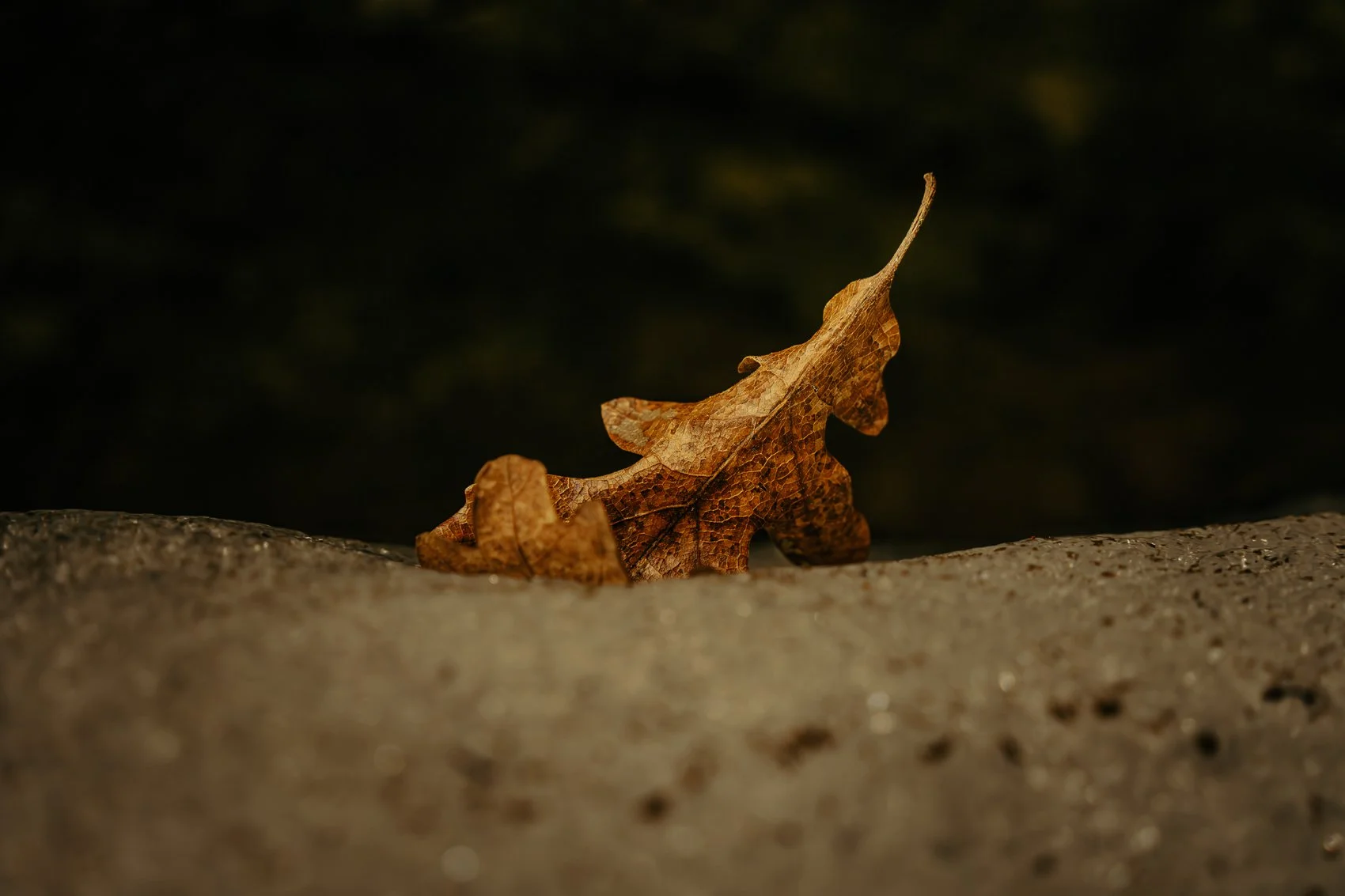 A close-up of a single dry, brown autumn leaf resting on a rough surface with a dark, blurred background.