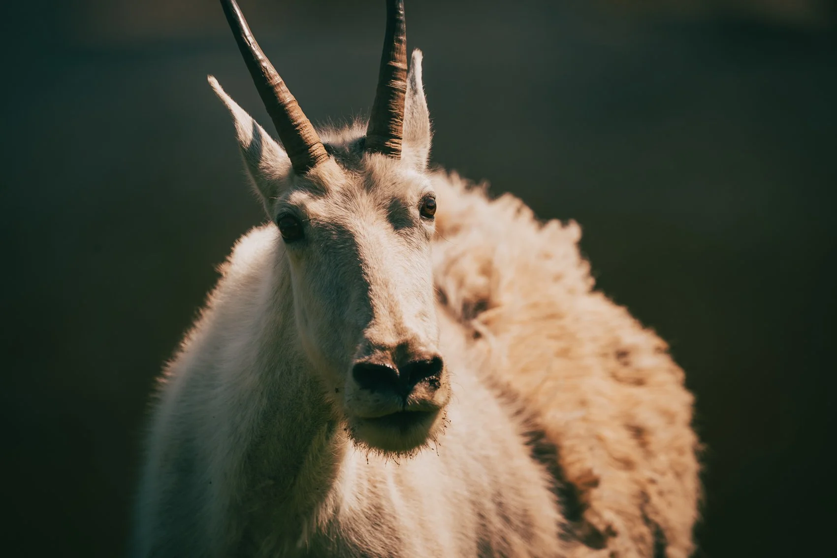 A close-up of a white mountain goat with curved horns, standing outdoors in natural lighting.