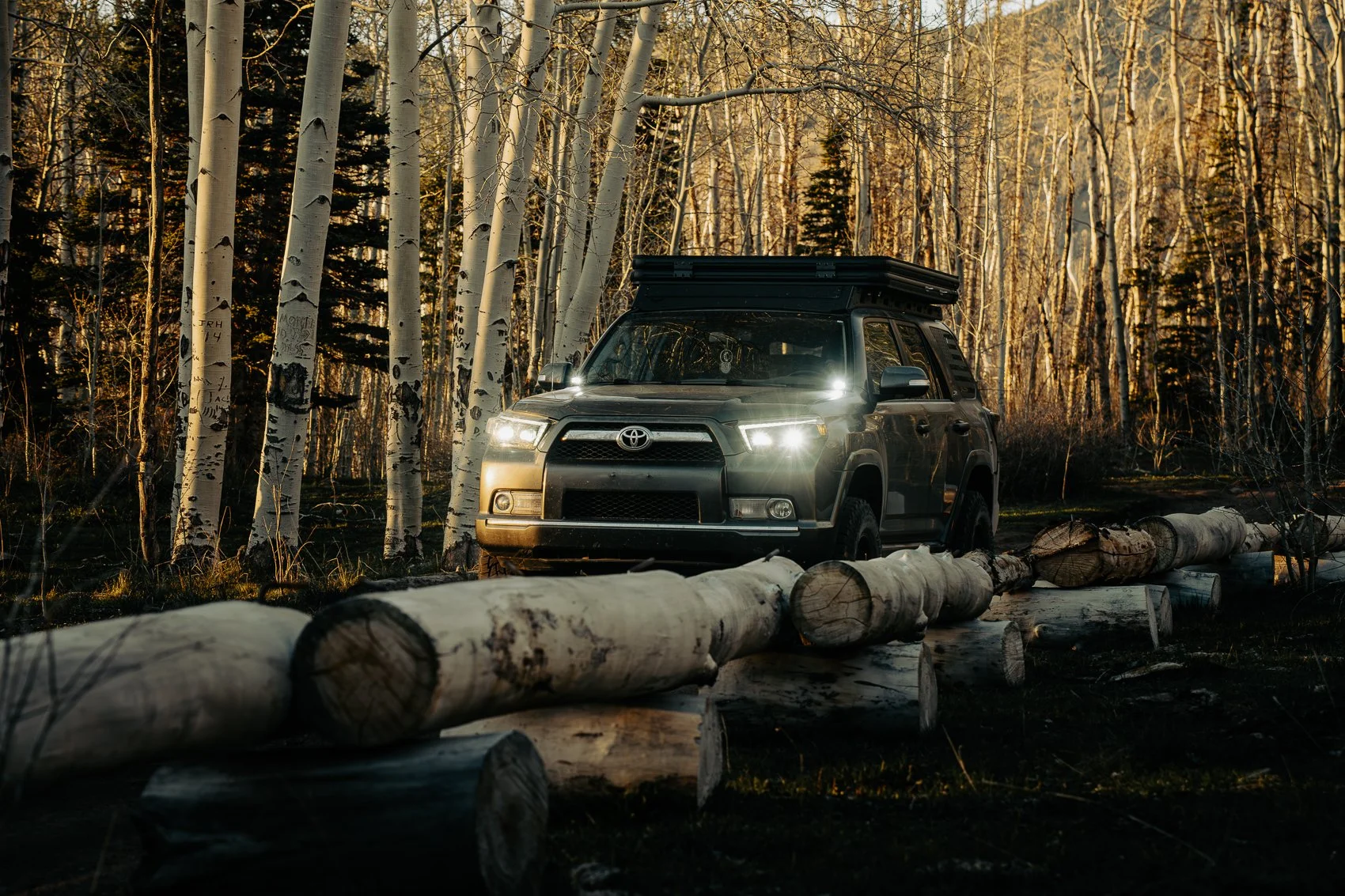 A black Toyota SUV with a rooftop tent parked in a forest with tall, white-barked trees, fallen logs, and sunlight filtering through the branches.