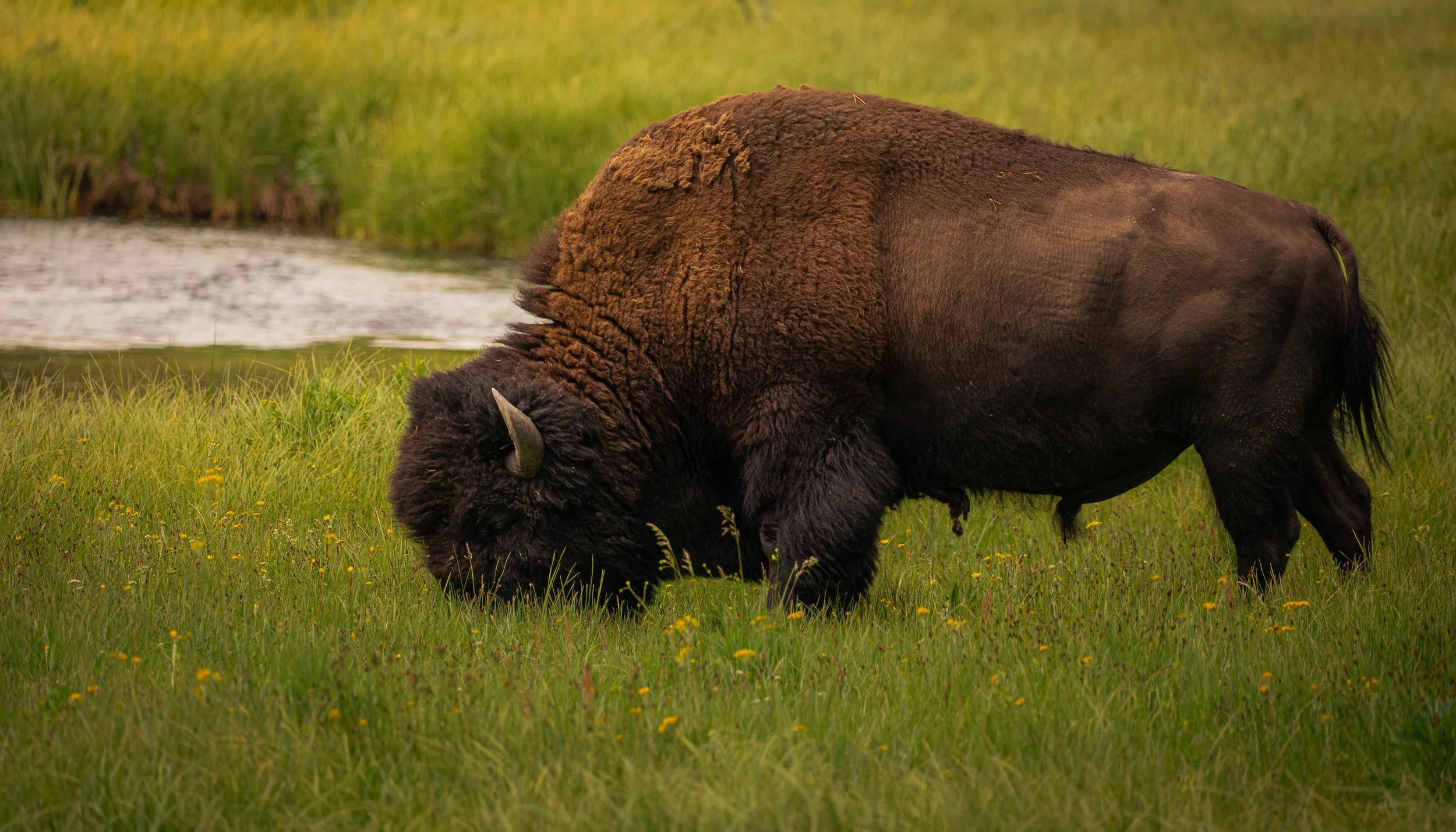 A bison grazing in a grassy field near a small water body with a yellow and green landscape in the background.