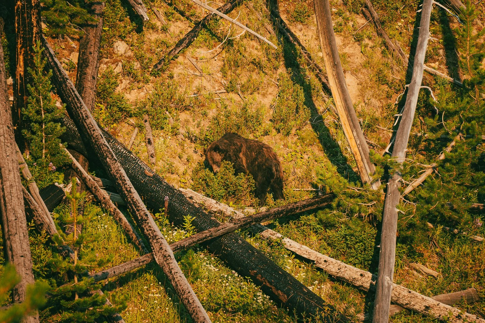 A grizzly bear walking through a forested hillside with trees and fallen logs.