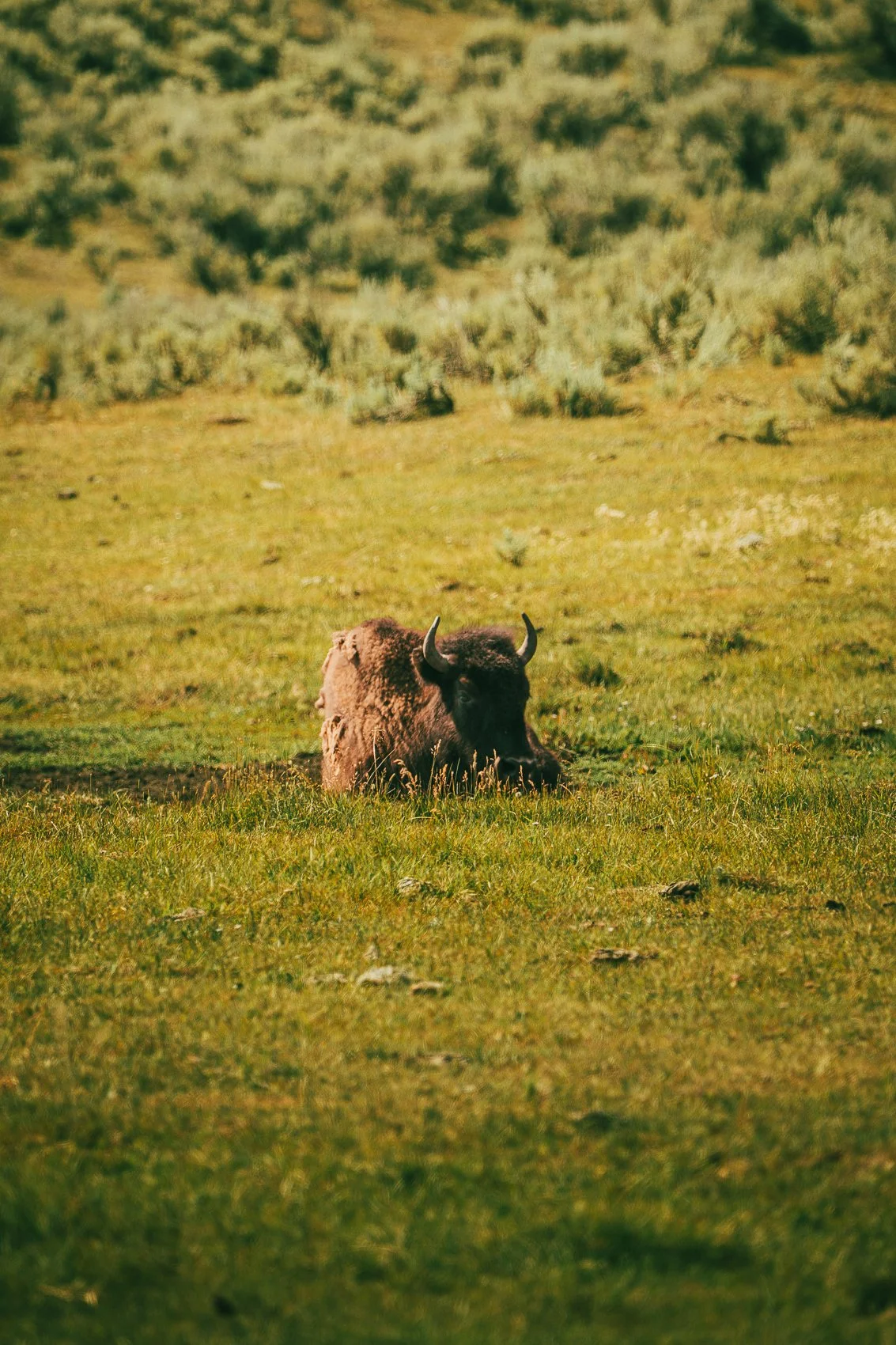 A bison resting in a grassy plain with a background of shrubs and rolling hills.