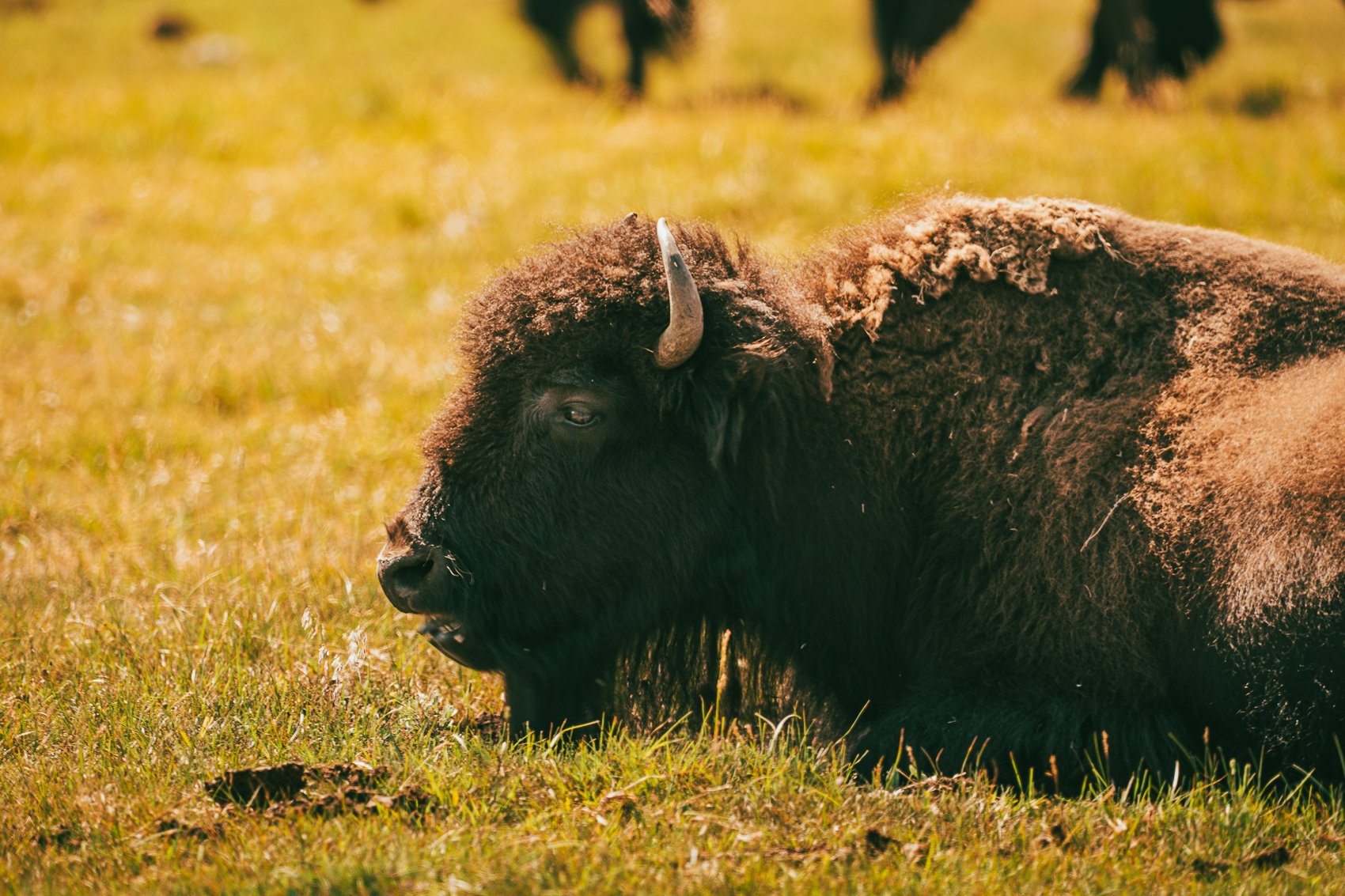 A bison resting on a grassy field during daytime.