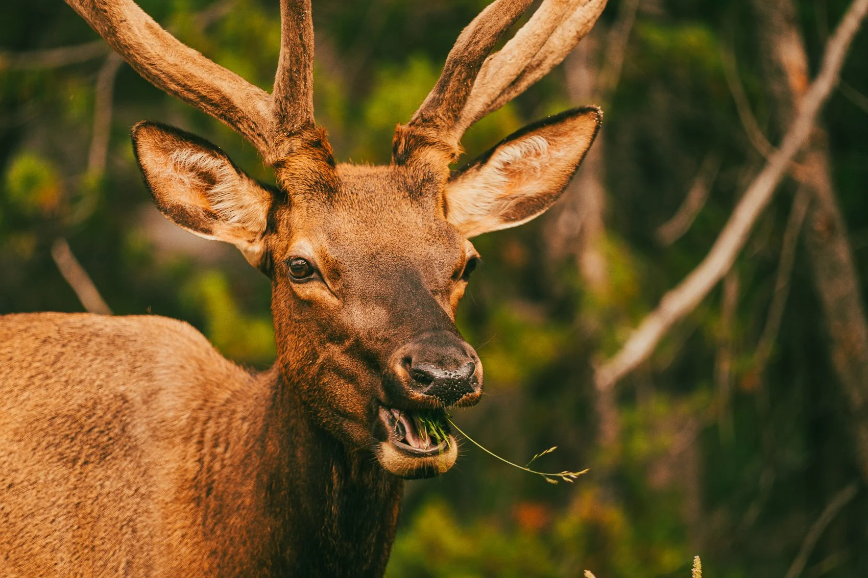 A close-up photo of a elk with antlers, chewing on grass in a forested area.