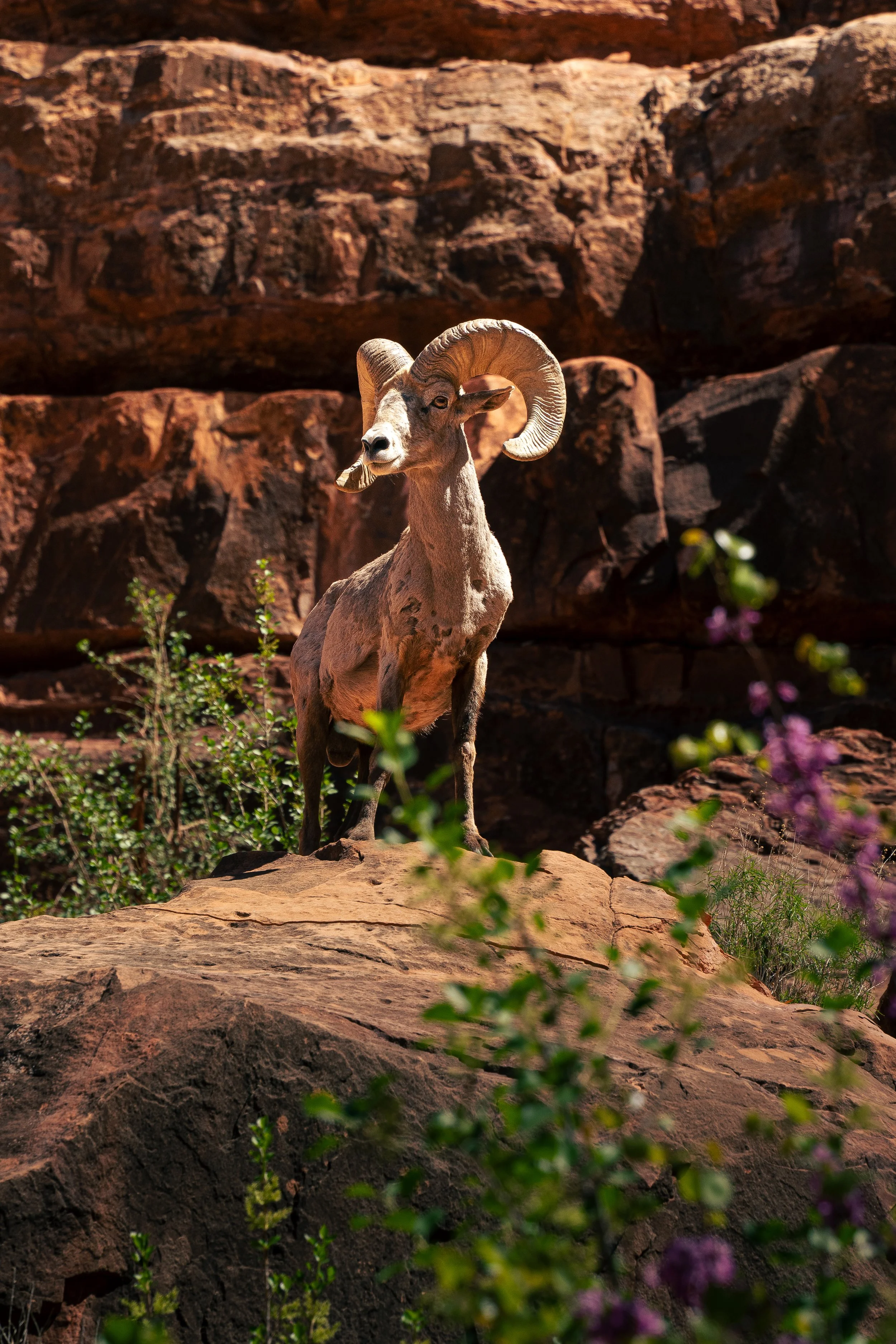 A bighorn sheep with large, curved horns standing on a rock in a desert landscape with red rocks and some green plants.