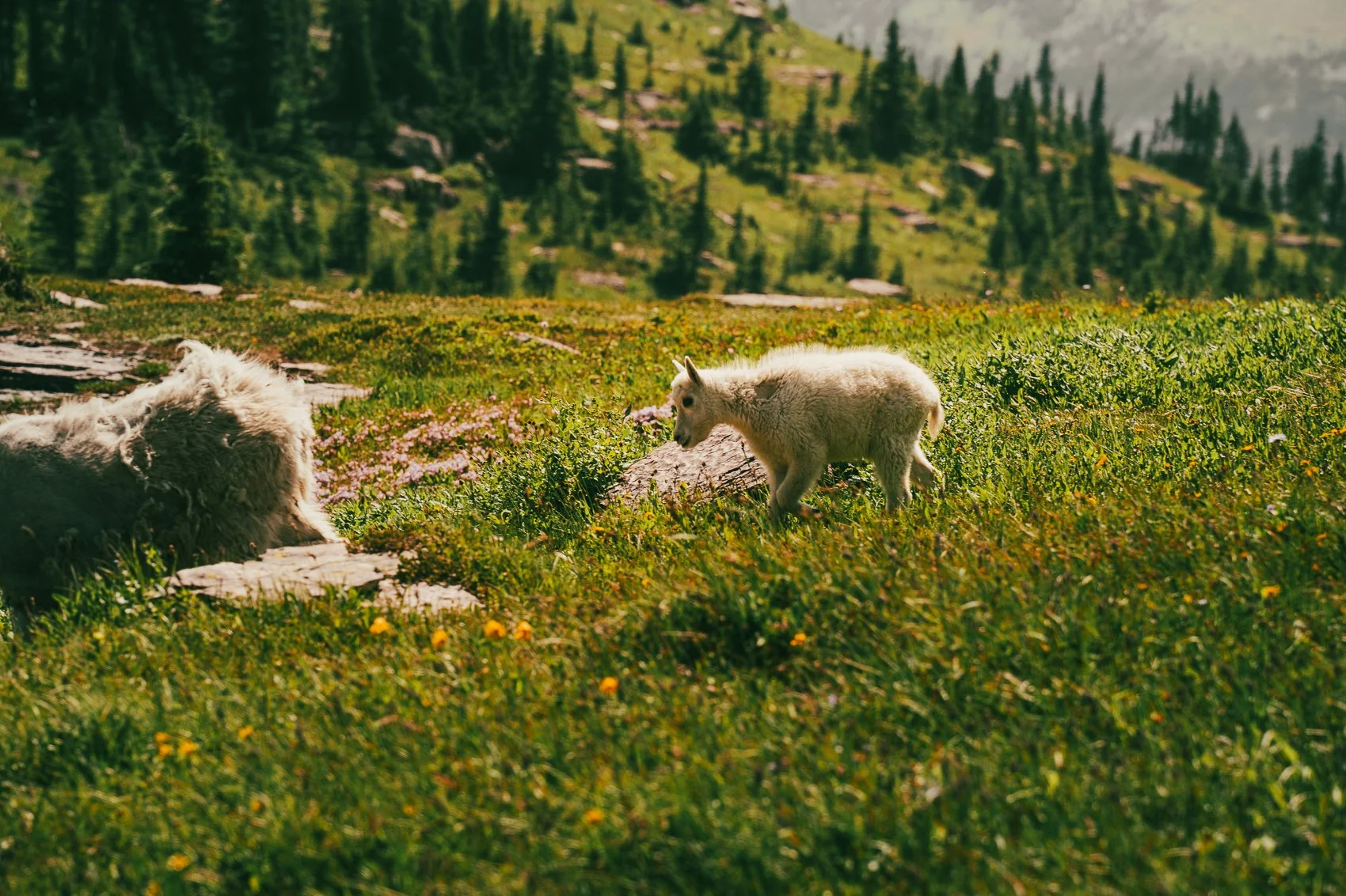 Young mountain goat walking through a grassy meadow with wildflowers, surrounded by trees and distant mountains.