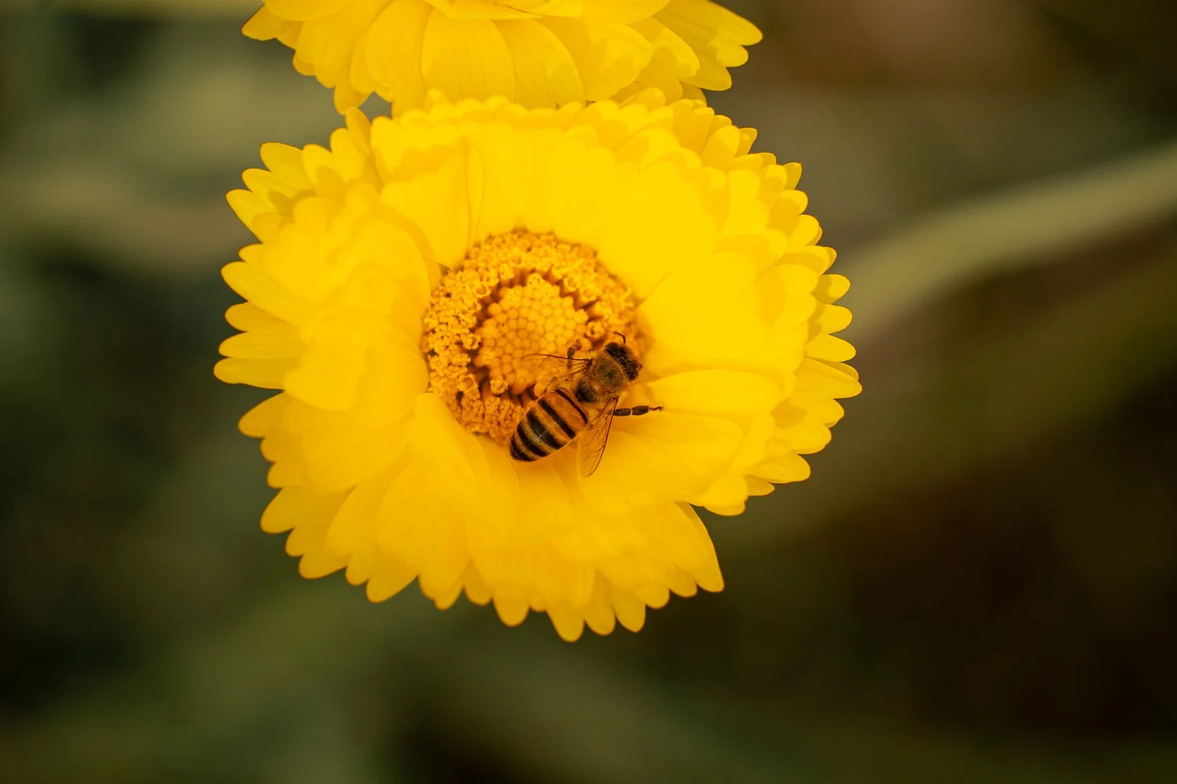 A honey bee on a bright yellow flower collecting nectar.