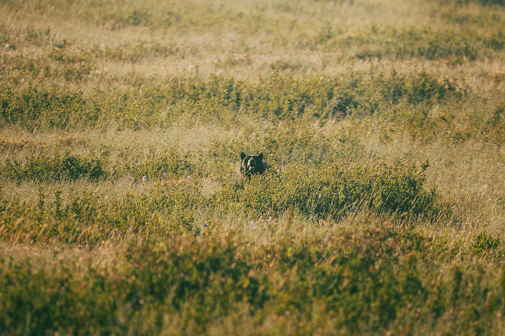 A black bear peeking out from tall grass in a grassy field.