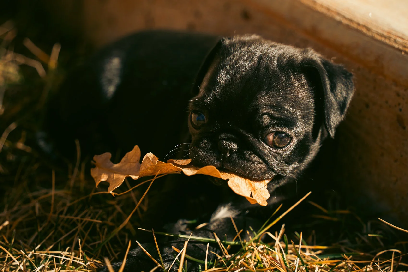 A black pug puppy lying on the ground among dry leaves, holding a brown leaf in its mouth, with a brick wall in the background.