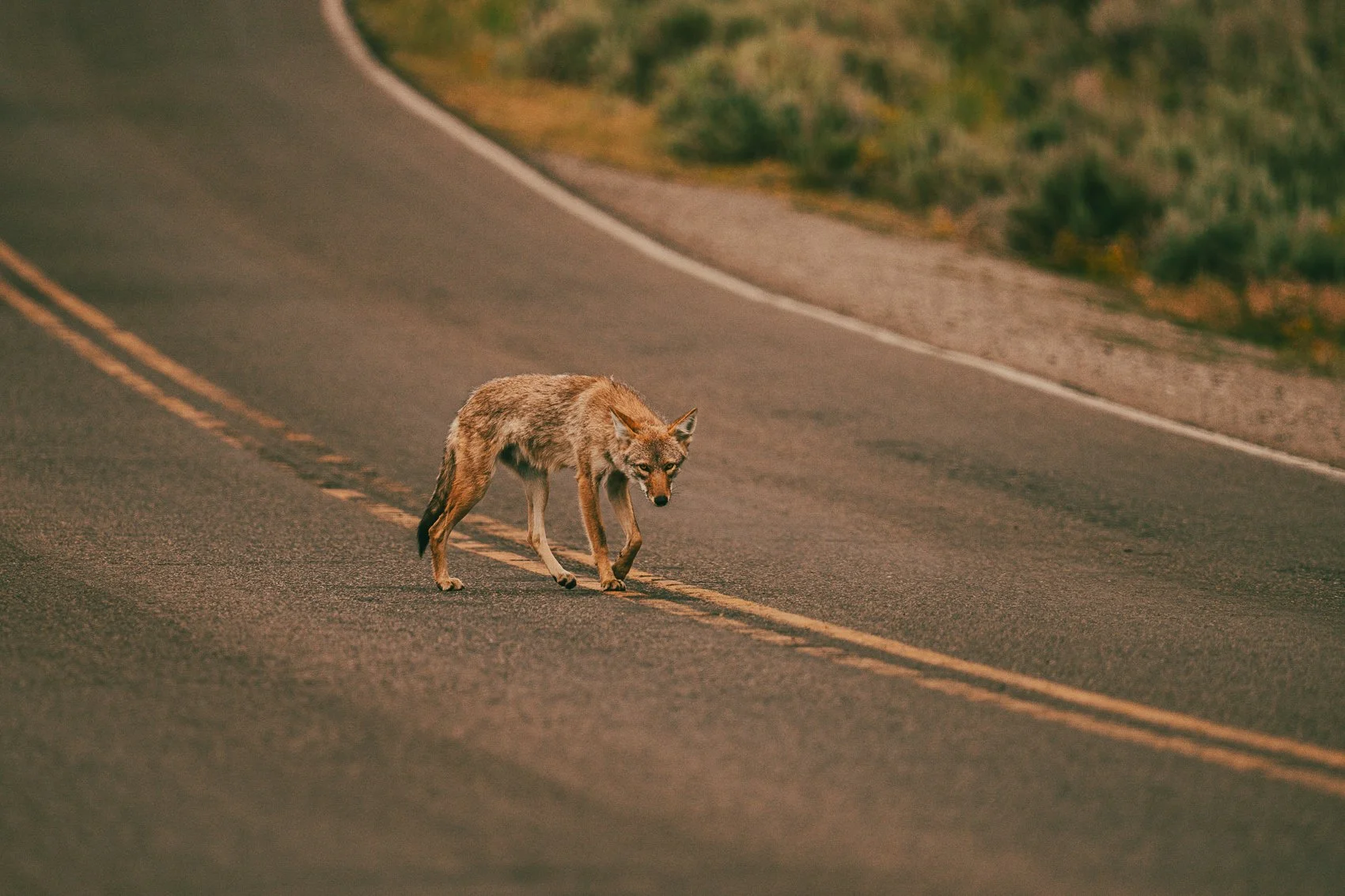 A coyote walking on a deserted two-lane road in a rural area, with green vegetation on the side.