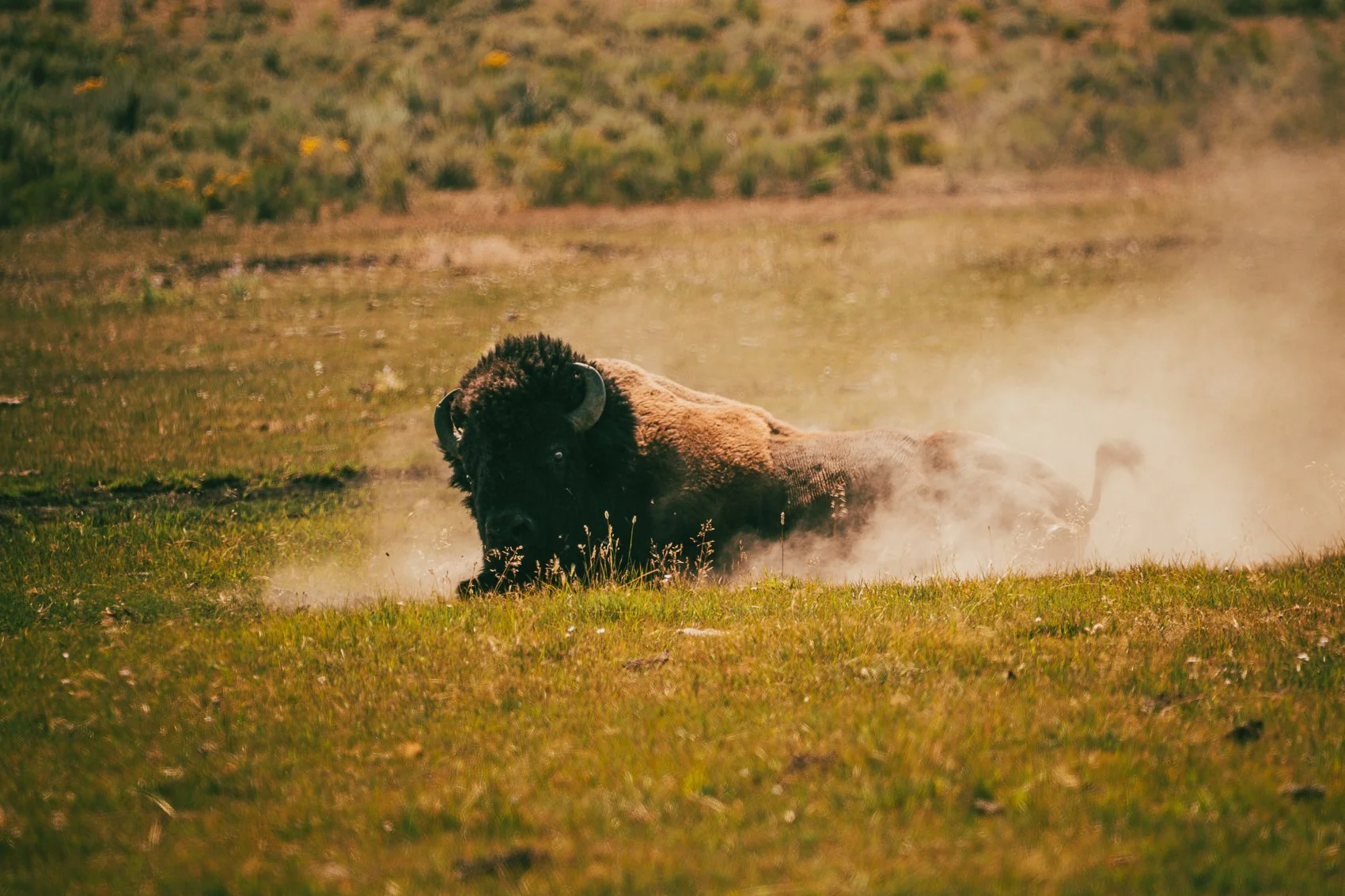A bison lying on the ground in a grassy plain, with dust clouds around it.