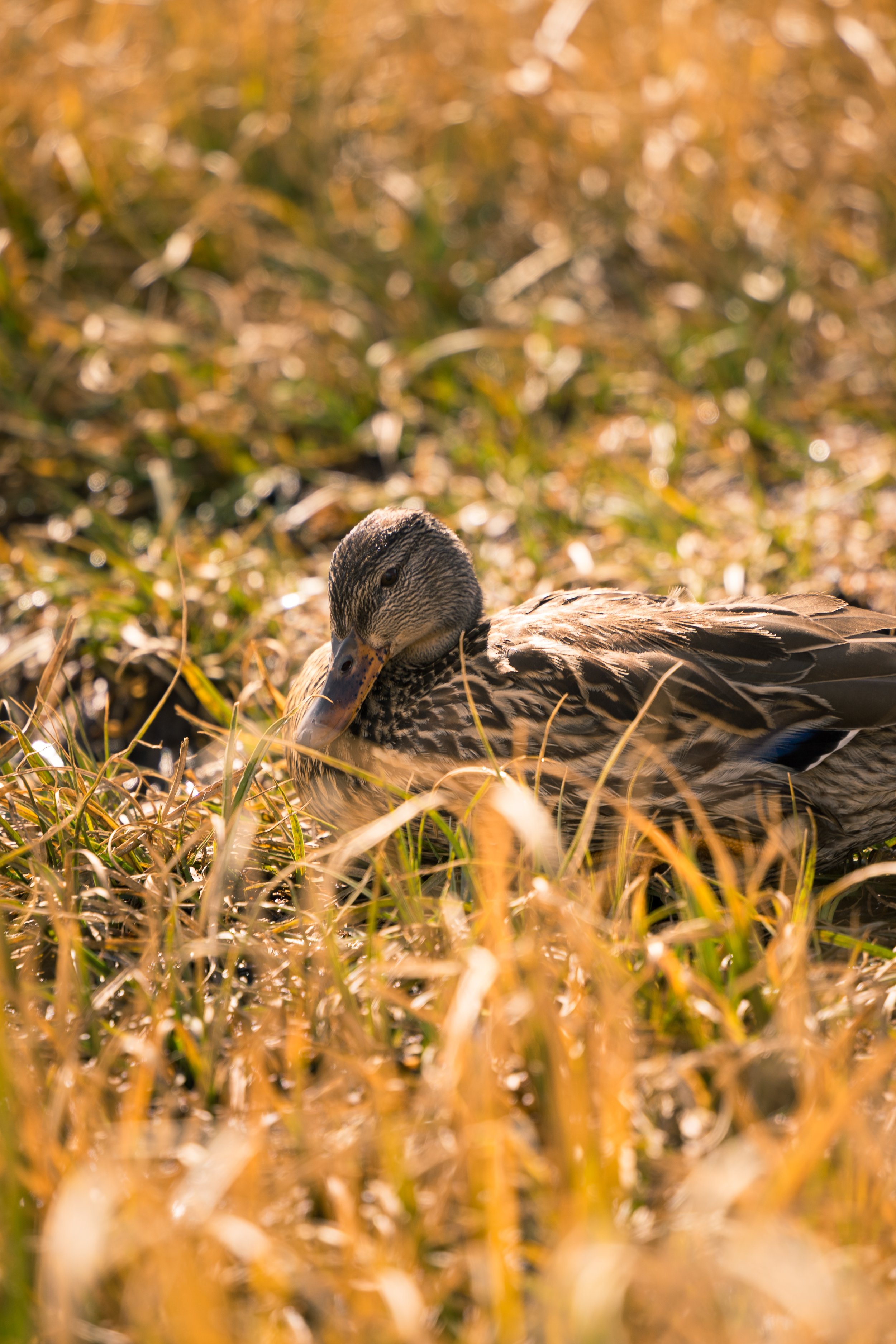 A duck resting among tall, dried grass with a blurred background of fall-colored foliage.
