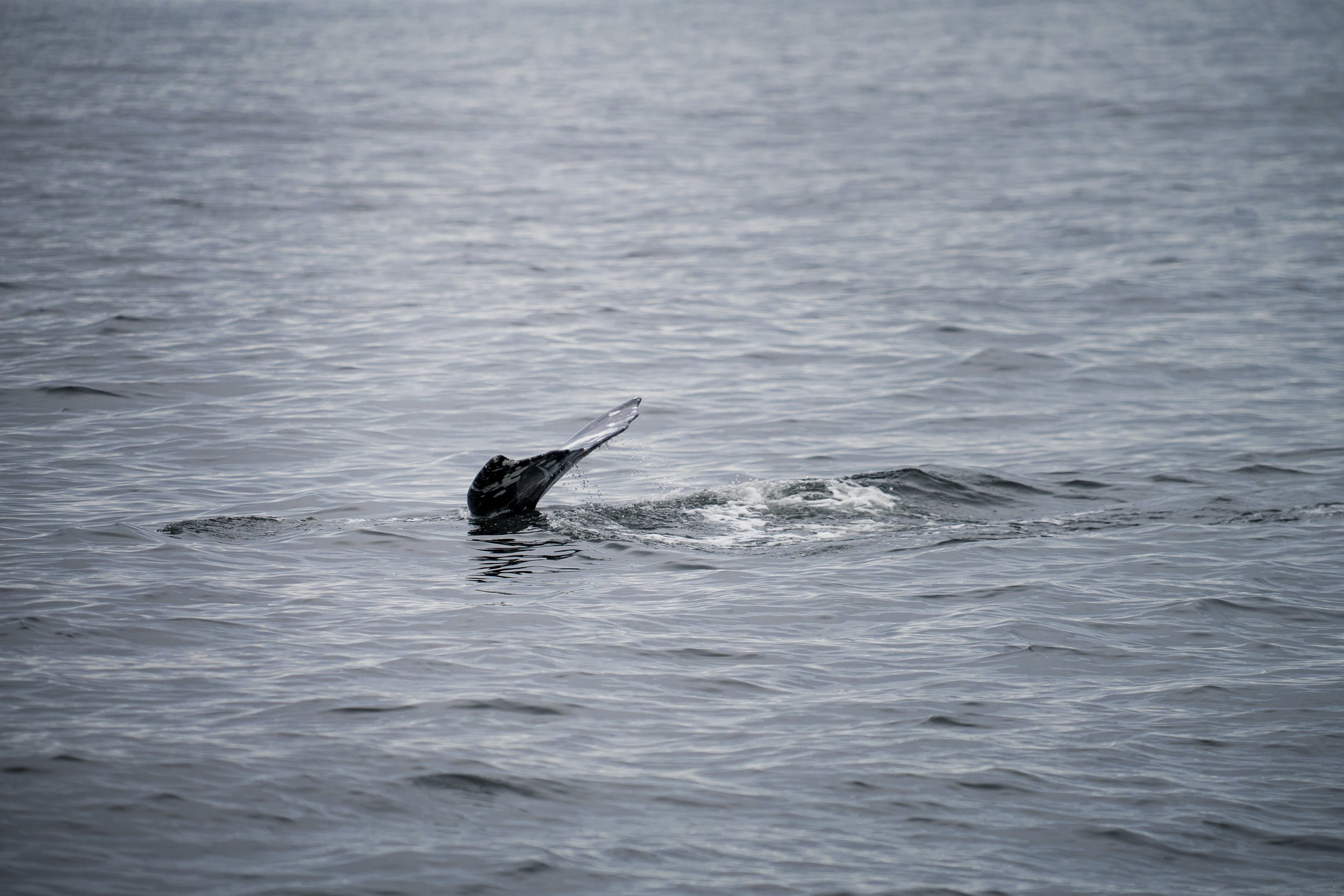 A whale's tail fin emerges from the water in an ocean or sea.