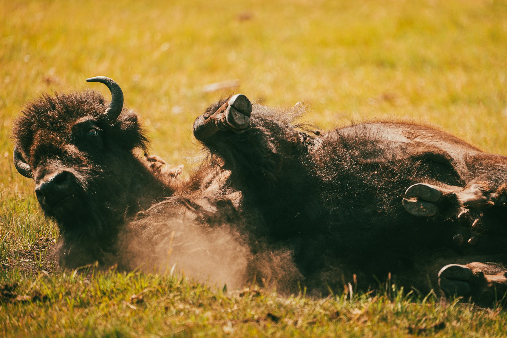 Two bison lying on the grassland, one appears to be resting while the other is playfully rubbing its face against the first.
