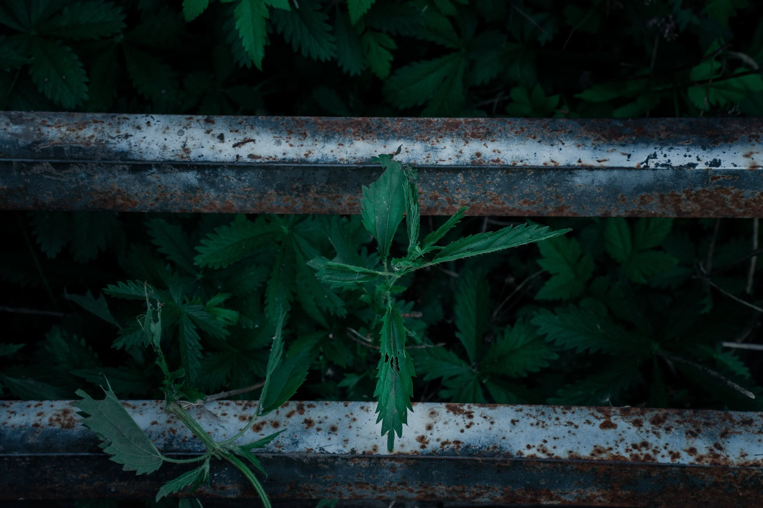 Close-up of a rusty metal rail with green plant leaves around it.
