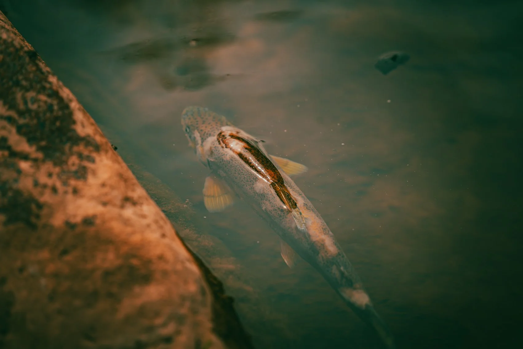 A fish with a speckled pattern swimming near a large rock in a body of water.