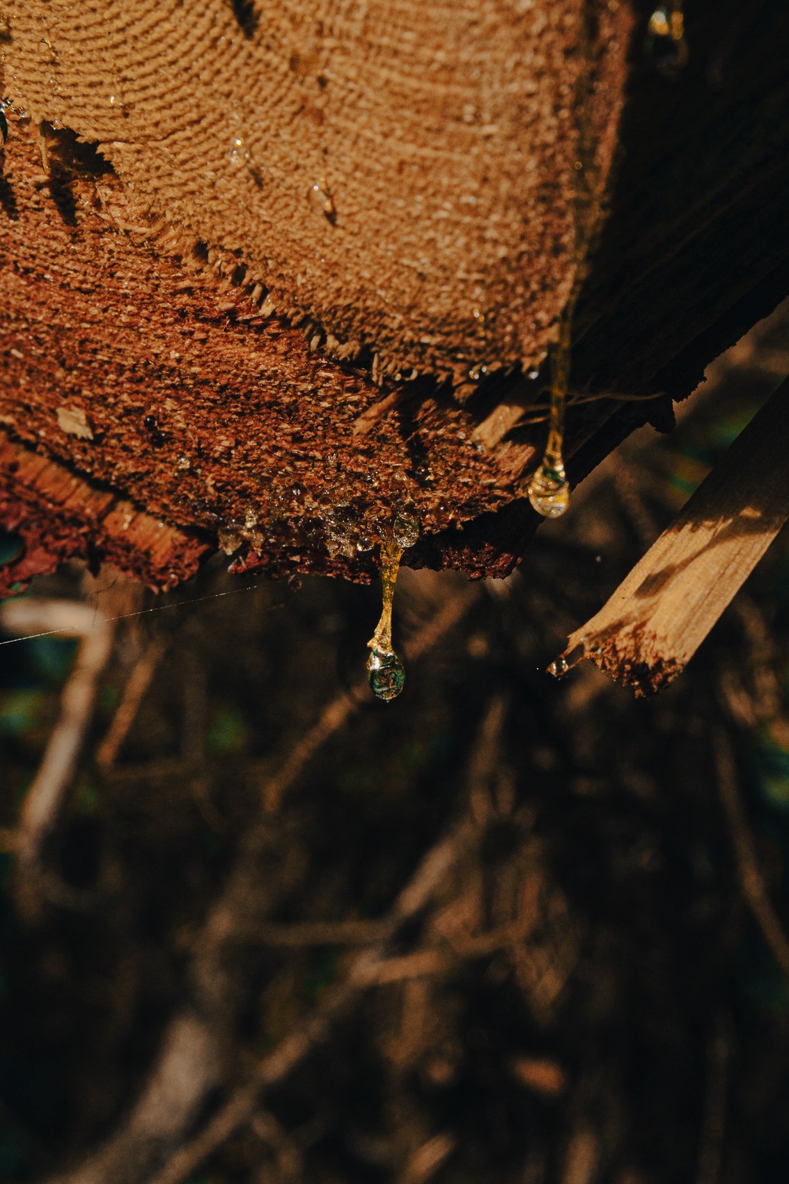 Close-up of tree bark with clusters of sap drooping from cracks and crevices.
