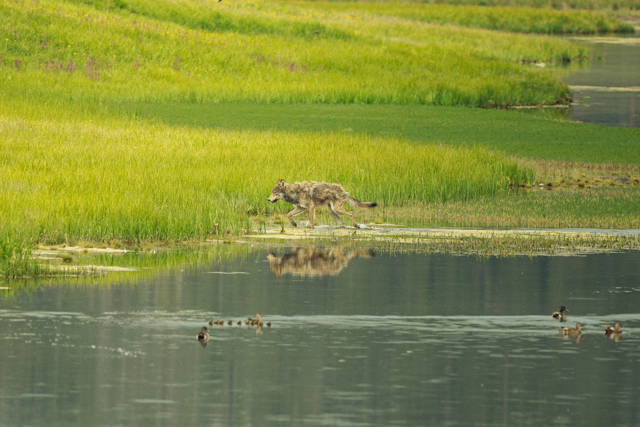 A wolf walking through a wetland or marsh with green grass and water, surrounded by ducks and aquatic plants.