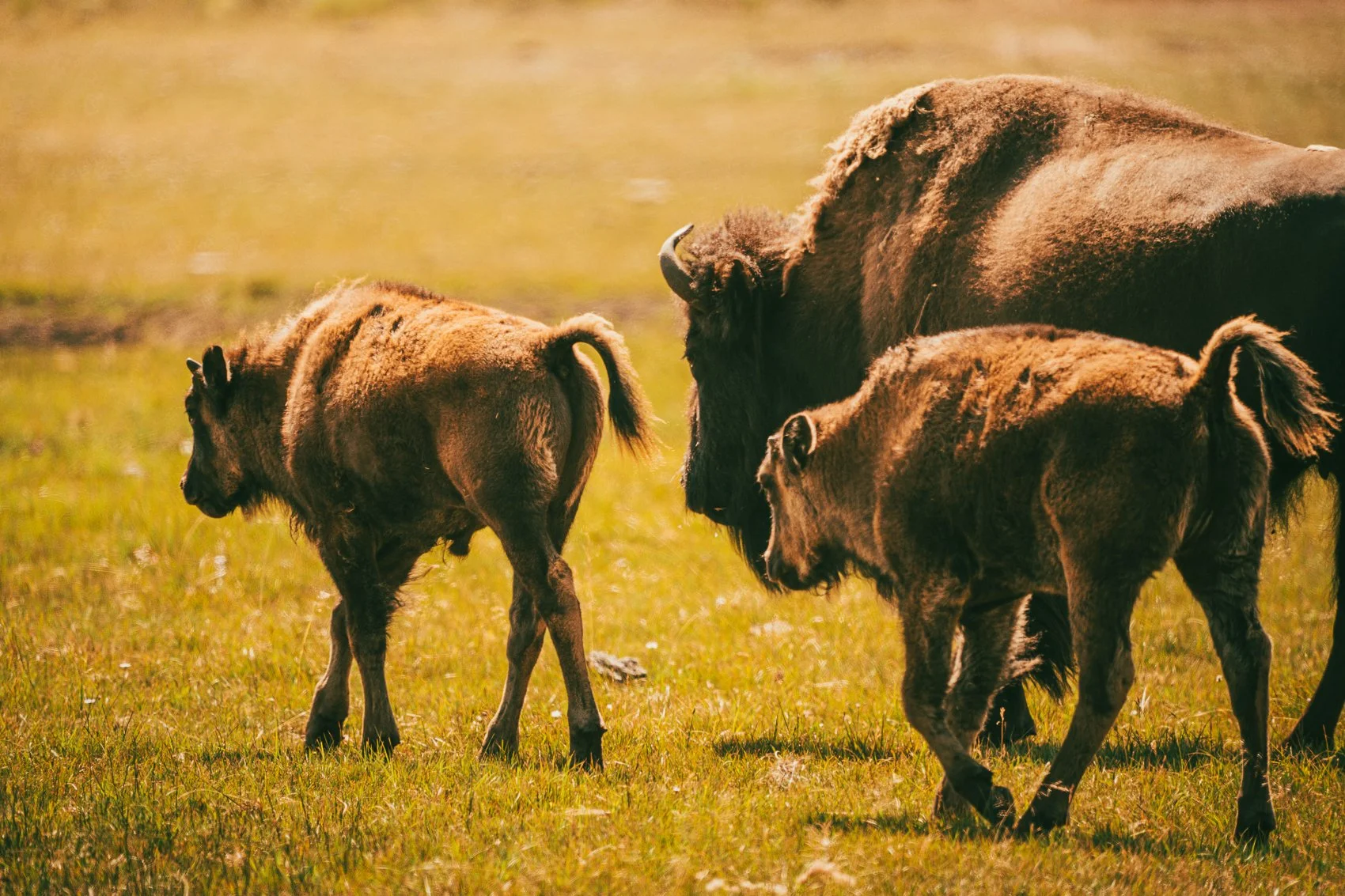 A bison herd grazing on grassy plains, with three bison visible including a large one on the right and two smaller ones on the left.