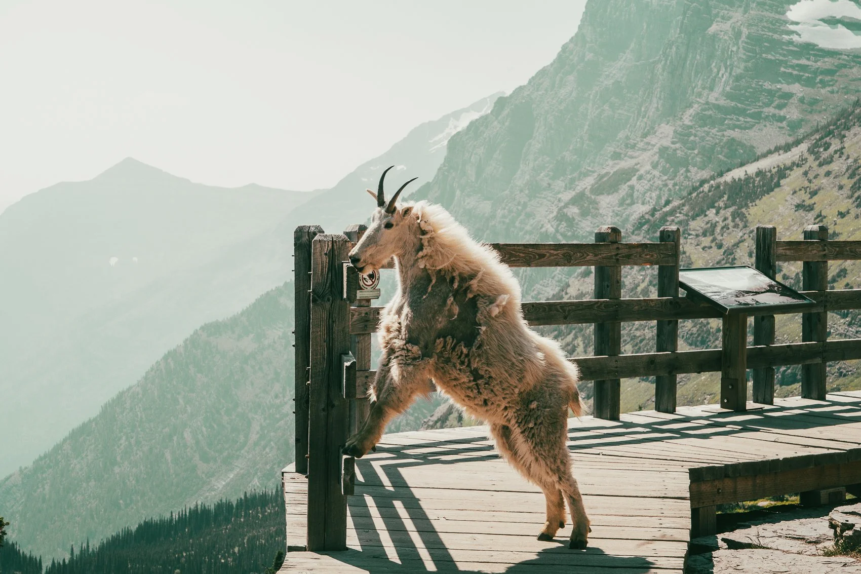 A mountain goat climbing on a wooden railing on a mountain viewing platform with a scenic mountain landscape in the background during daytime.
