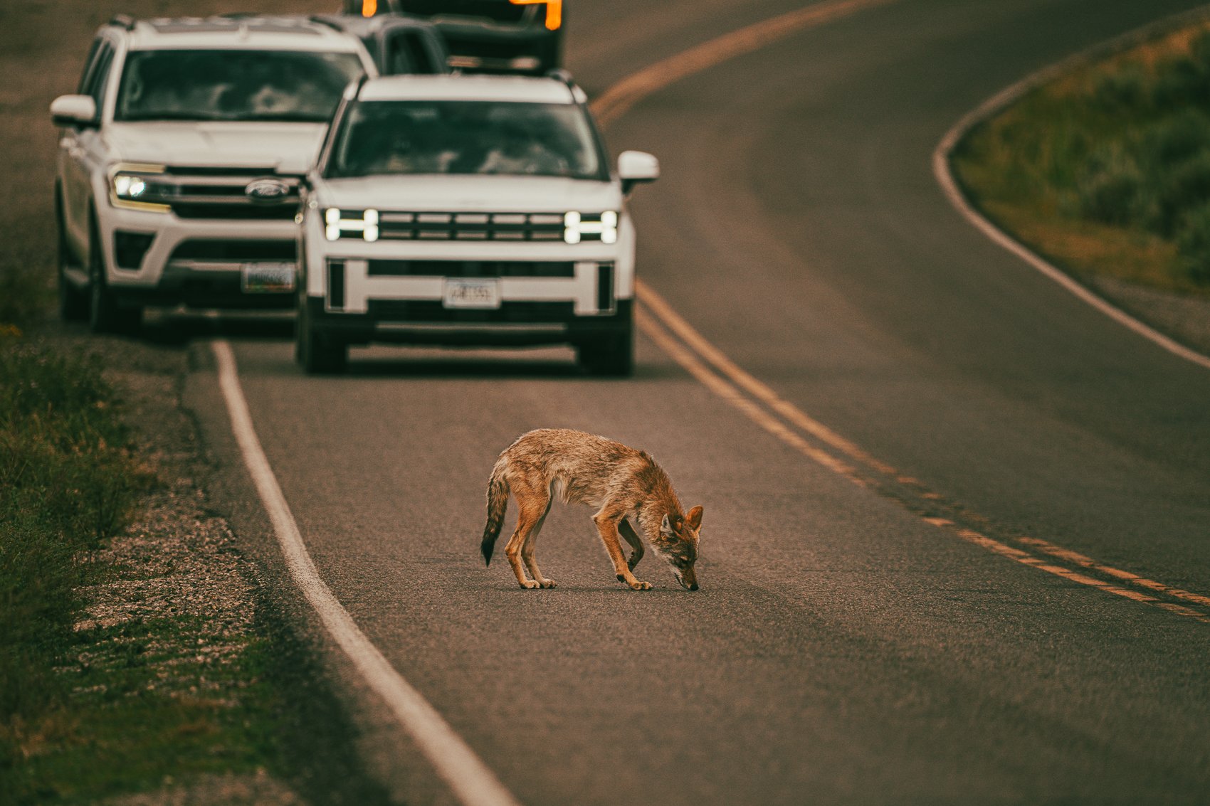 A coyote walking across a country road in front of several stopped cars, with a grassy shoulder on the side of the road and a bend in the road ahead.