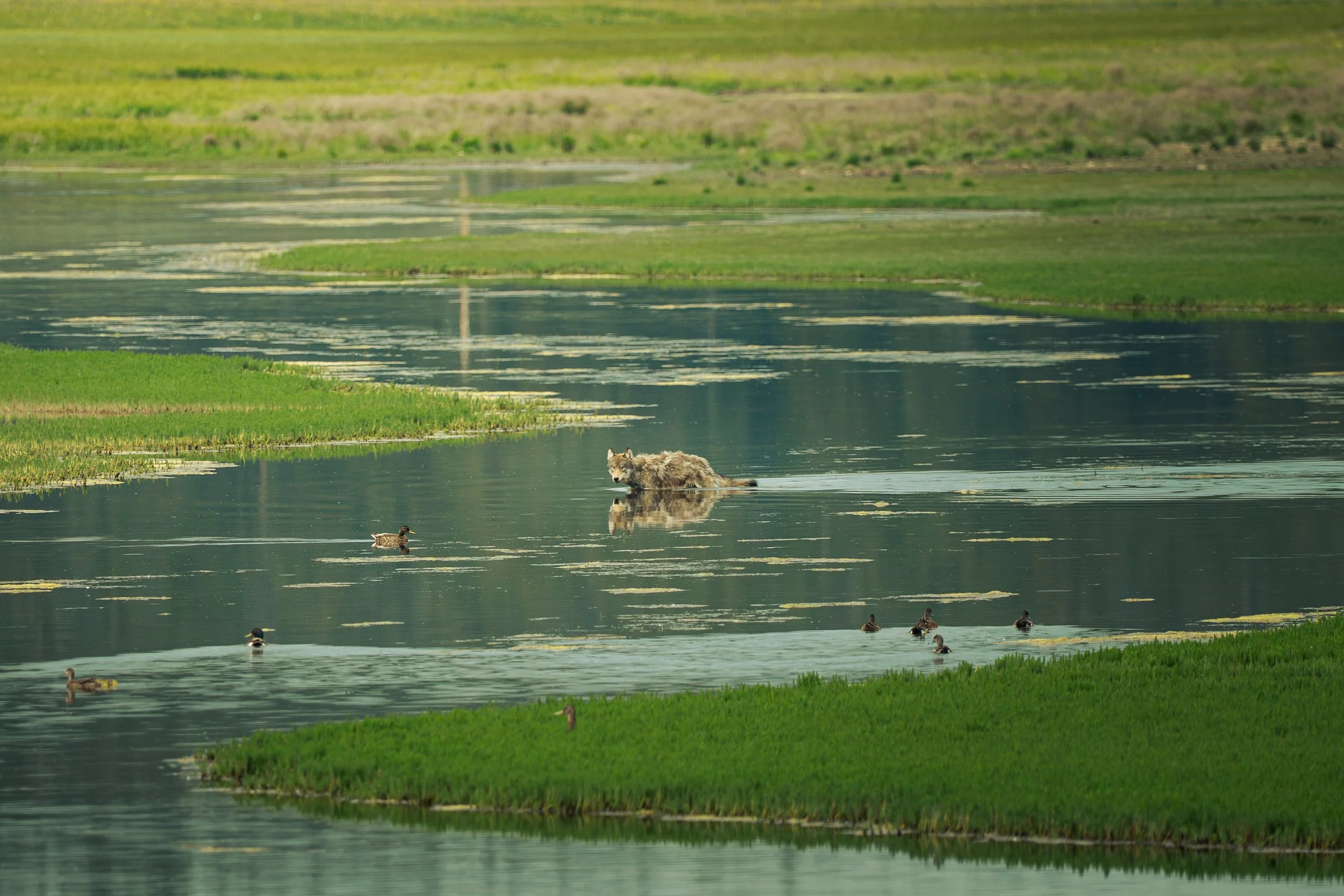 A wolf swimming in a river surrounded by green grassy landscape and ducks swimming nearby.