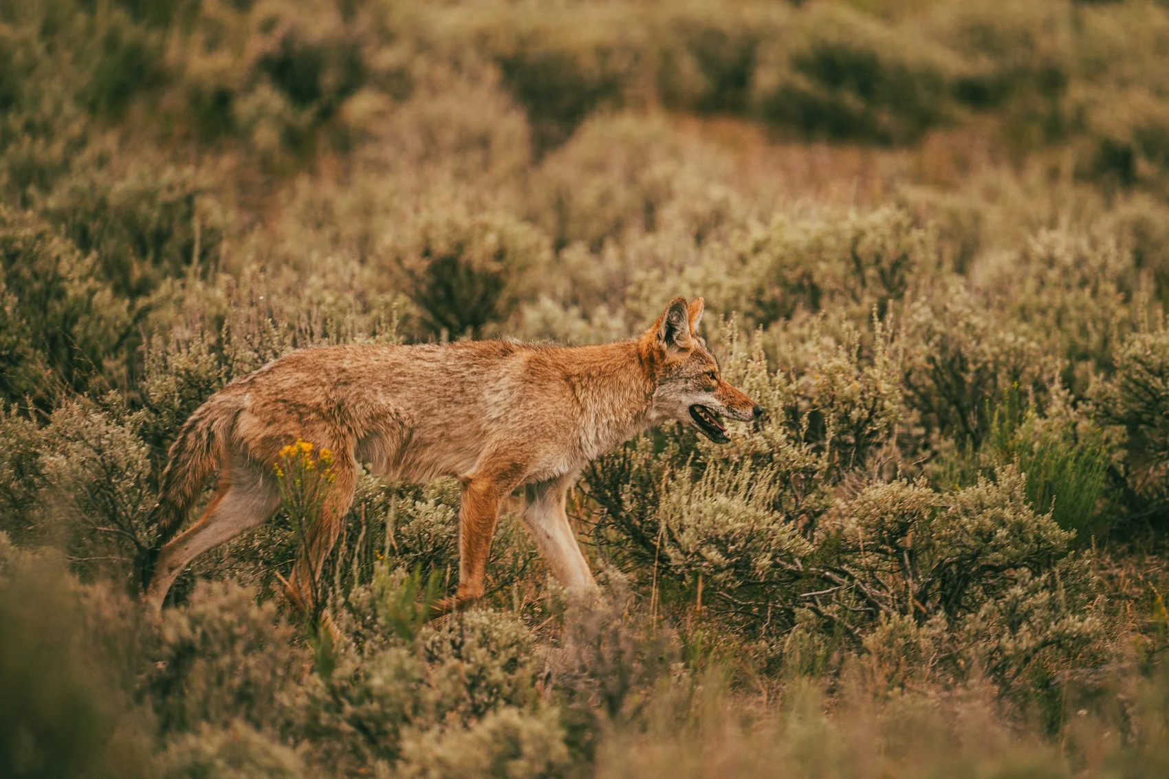 A coyote walking through a field of dry shrubs and grasses during daytime.