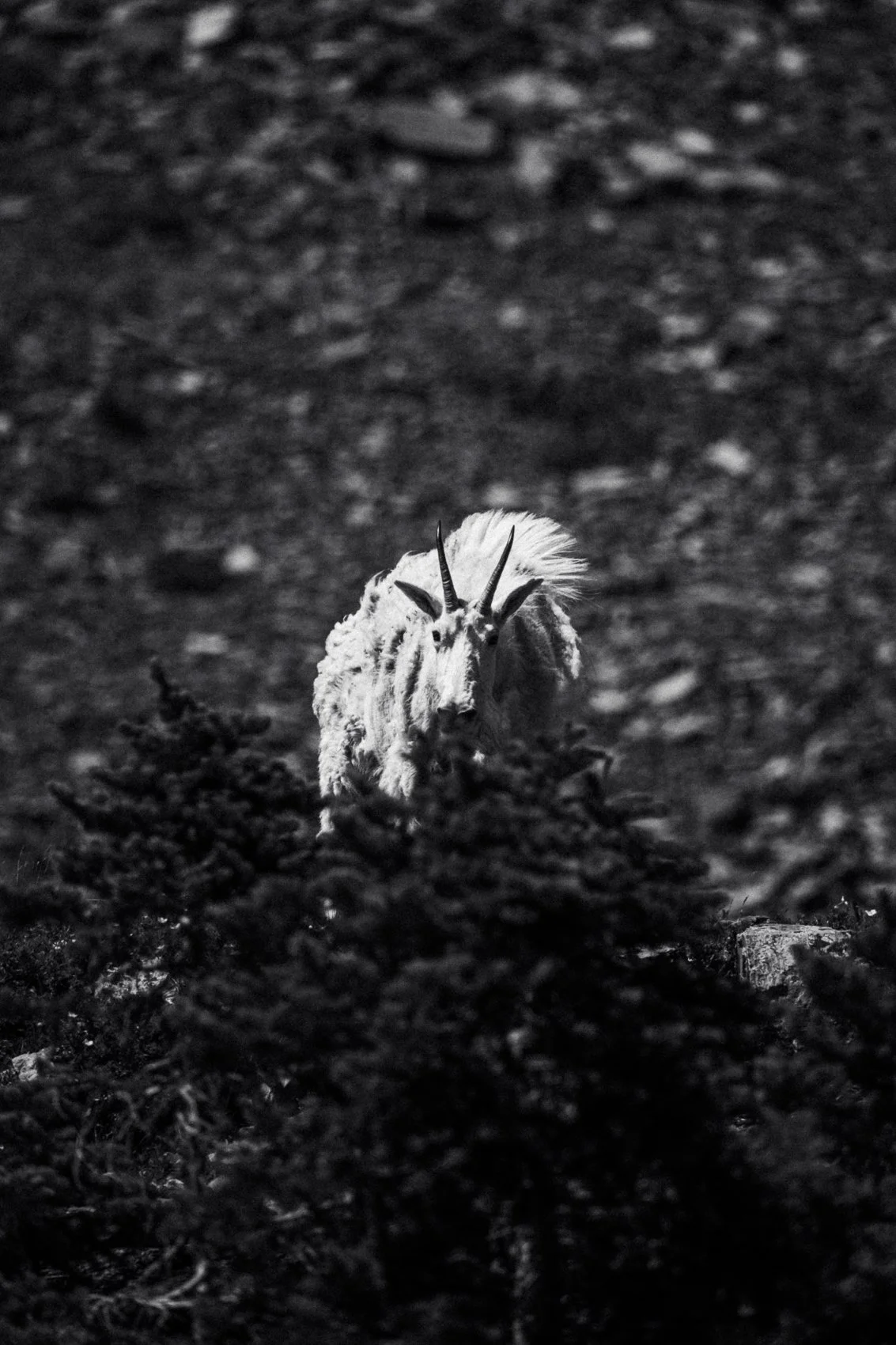 A black and white photo of a mountain goat with curved horns, standing on rocky terrain.