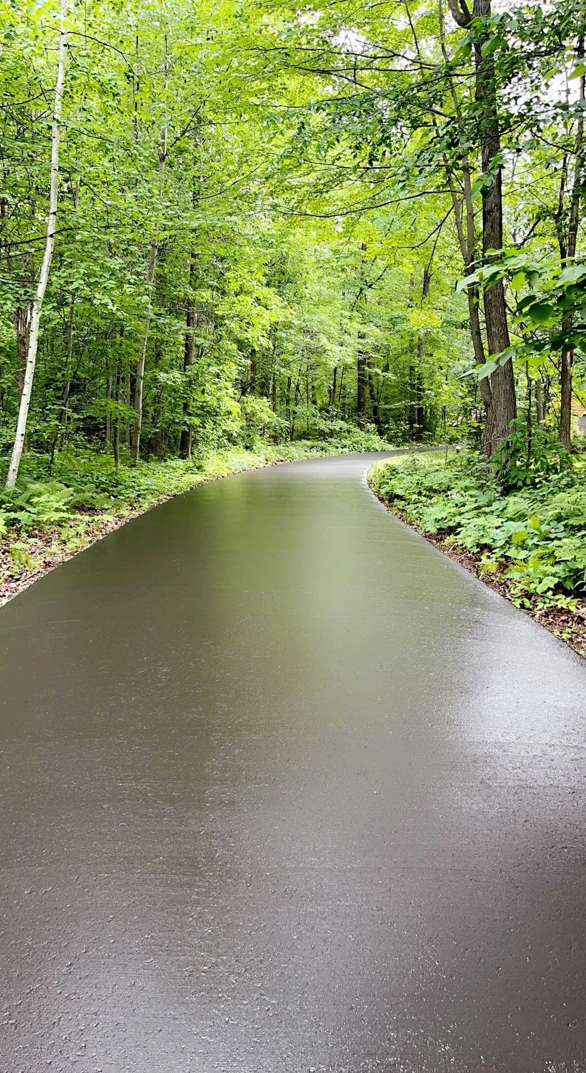 A paved forest trail winding through lush green trees and foliage.