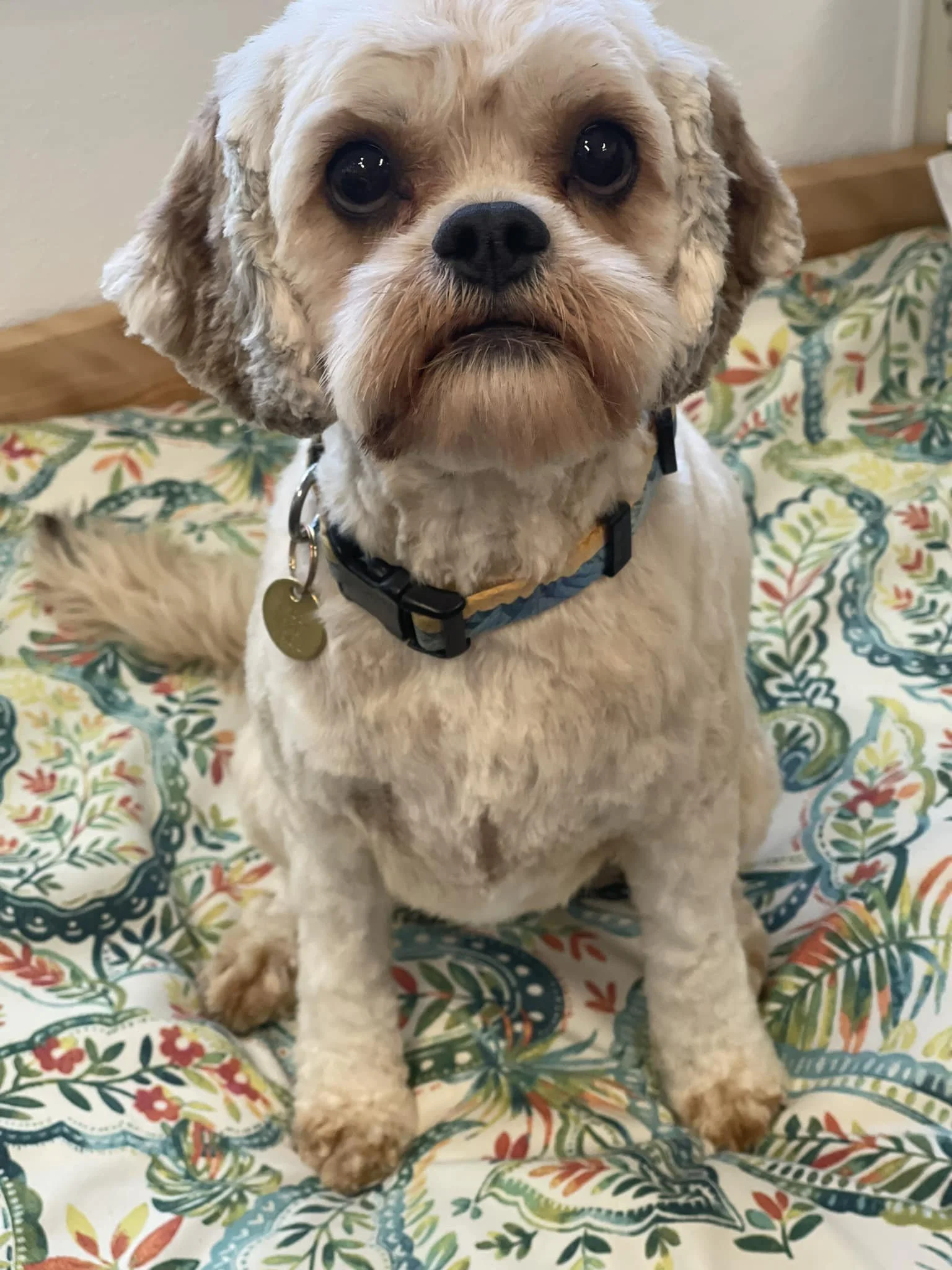 Close-up of a small, cream-colored dog with brown patches, sitting on a colorful floral-patterned bedspread, looking directly at the camera.
