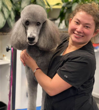 A woman smiling and holding a large gray poodle with a well-groomed coat in an indoor setting with green plants in the background.