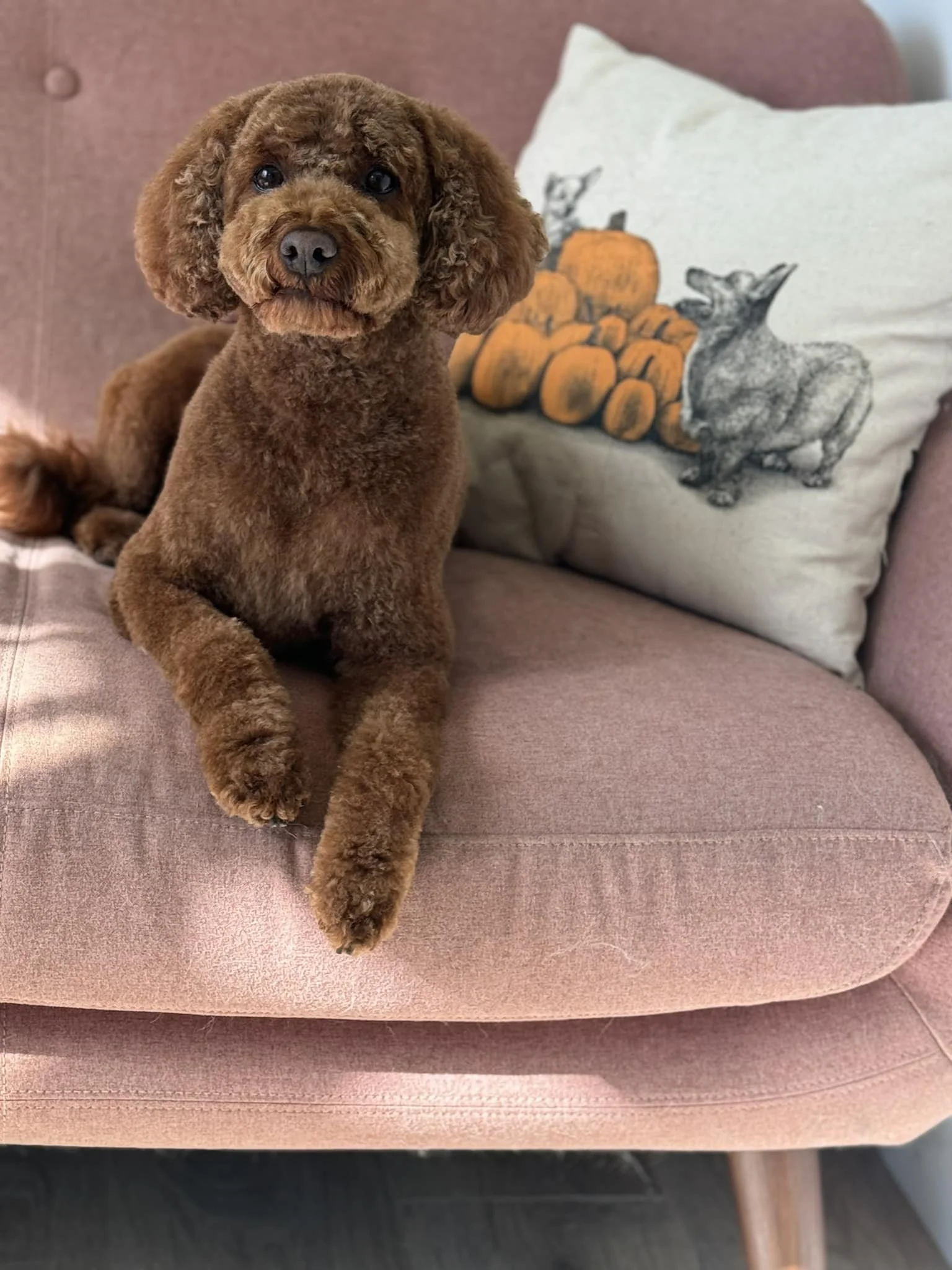 A brown curly-haired dog laying on a pink couch next to a decorative pillow with pumpkins and a black-and-white dog illustration.