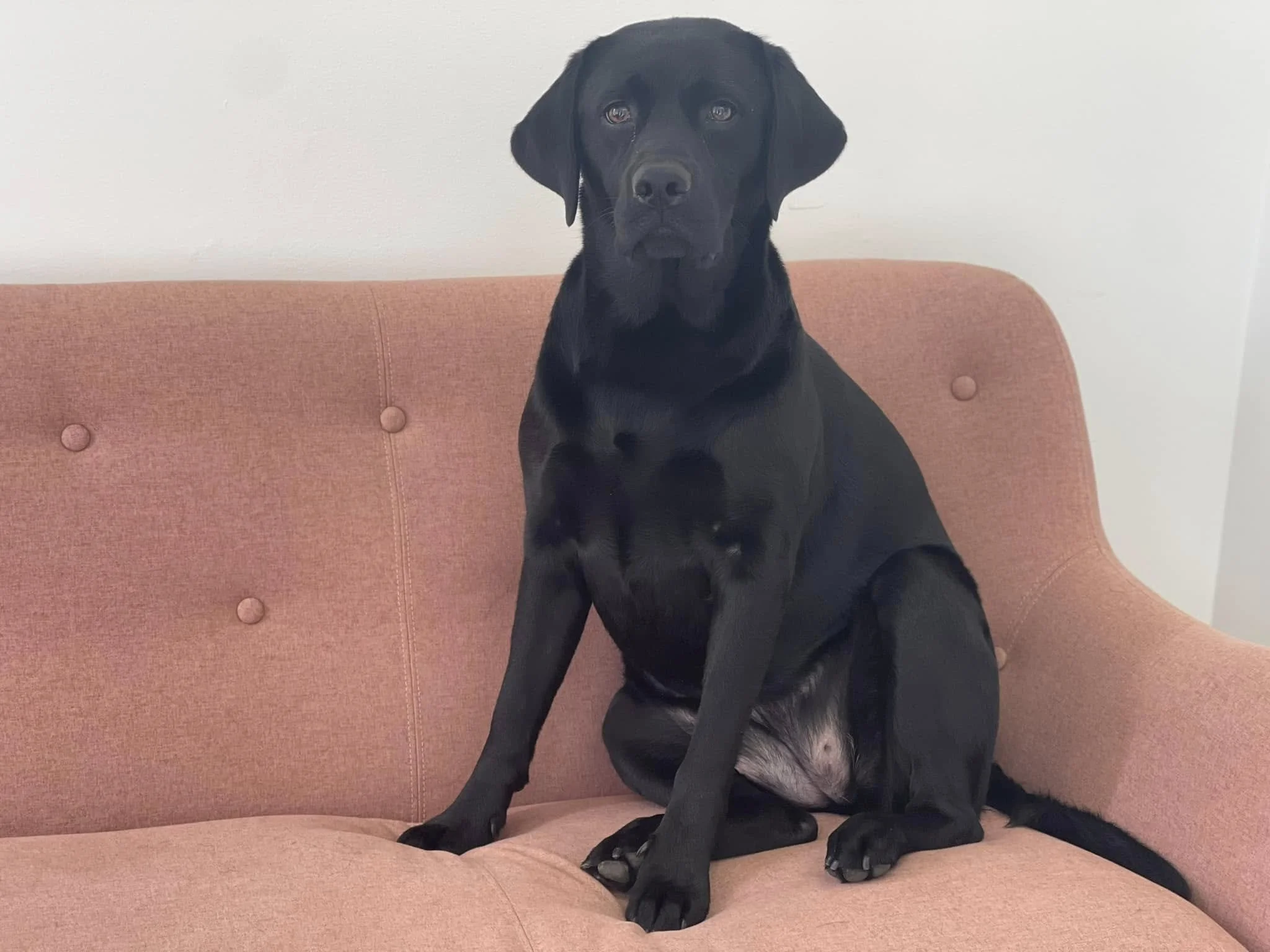 A black Labrador Retriever puppy sitting on a pinkish-orange sofa against a white wall.