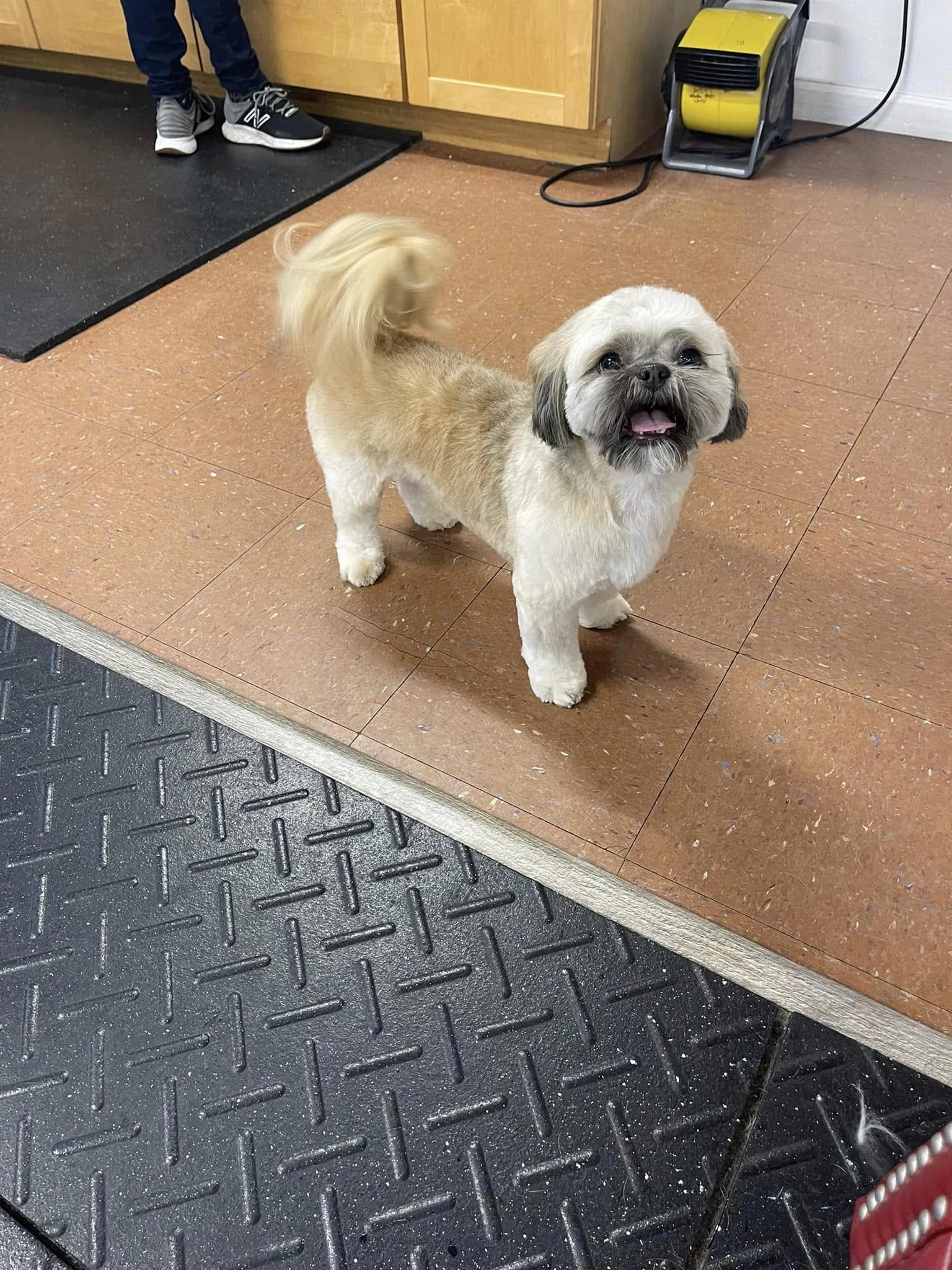 A small dog with a tan coat and a darker face looking up, standing on a tiled floor. Part of a person’s leg and shoe are visible near the top left, and a yellow portable heater is in the background along with wooden cabinets.