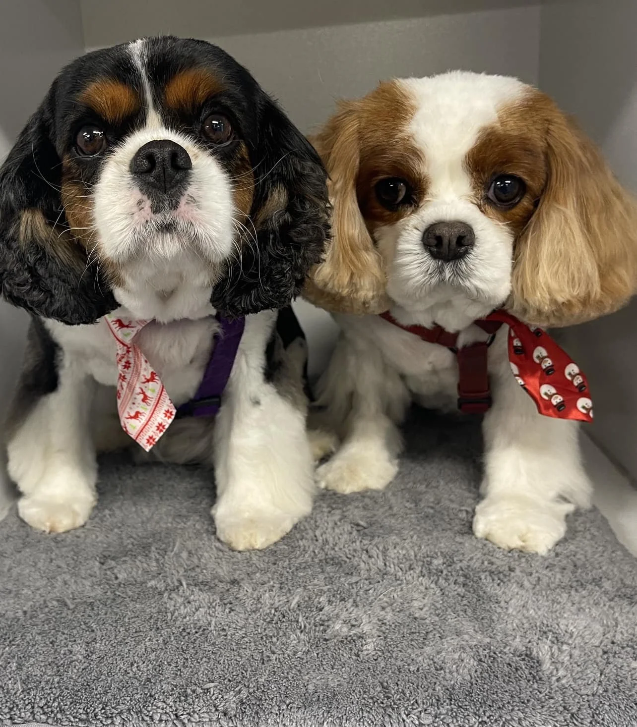 Two adorable Cavalier King Charles Spaniel puppies sitting side by side on a gray carpet. The puppy on the left has a black, white, and tan coat, and is wearing a red and white Christmas-themed bandana and a purple harness. The puppy on the right has