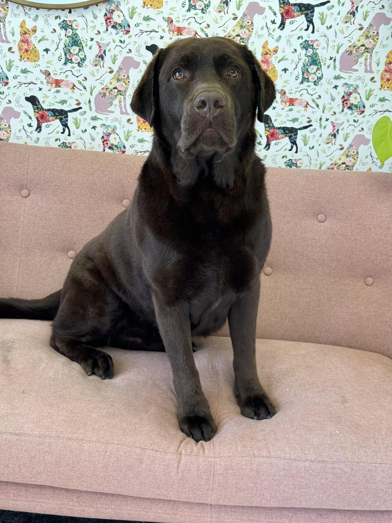 A black Labrador retriever dog sitting on a pink couch with a floral-patterned wallpaper featuring colorful dog illustrations in the background.