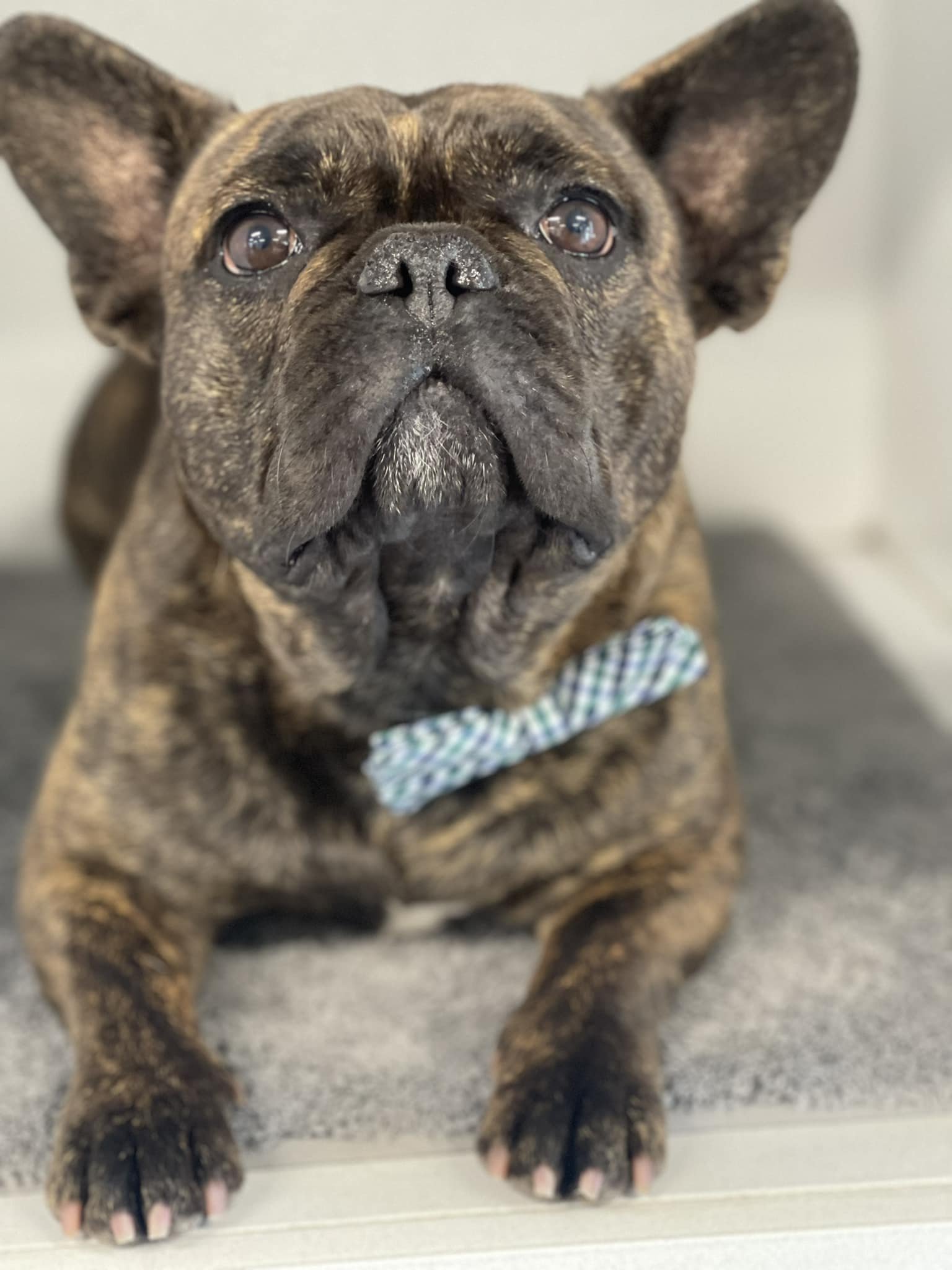 Close-up of a brindle French Bulldog with a blue bow tie, lying on a surface and looking directly at the camera.