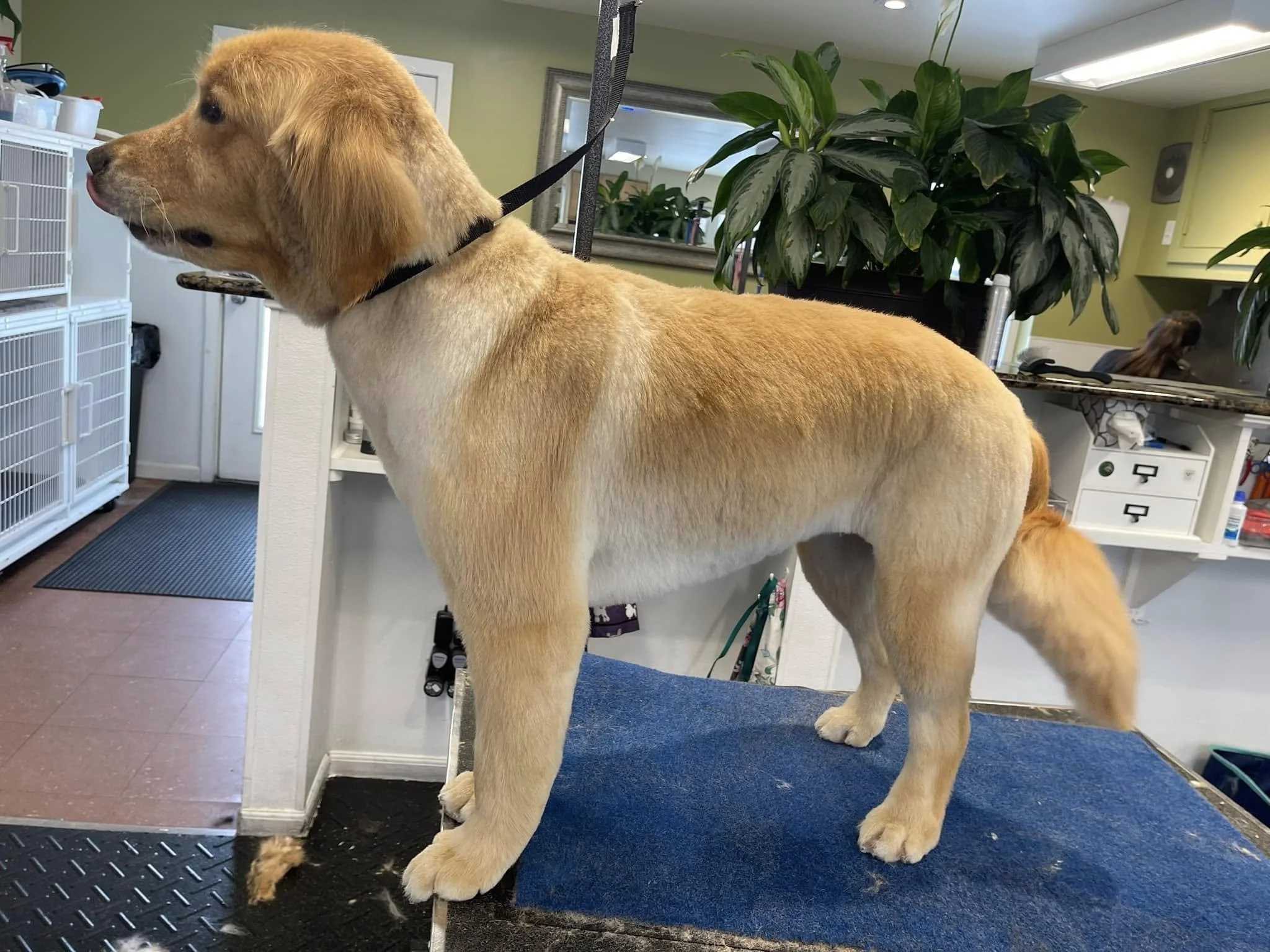 A golden retriever dog with a black leash secured to a grooming table, standing indoors near large green plants and a mirror, with grooming tools and supplies visible in the background.
