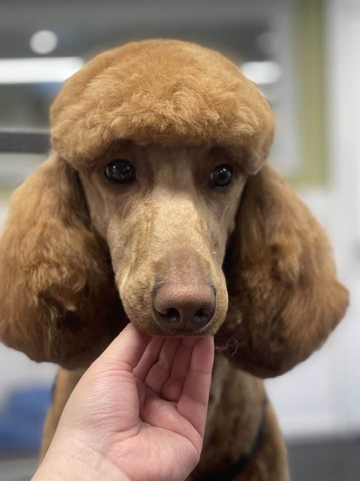 Close-up of a brown poodle with a person’s hand gently holding its chin.