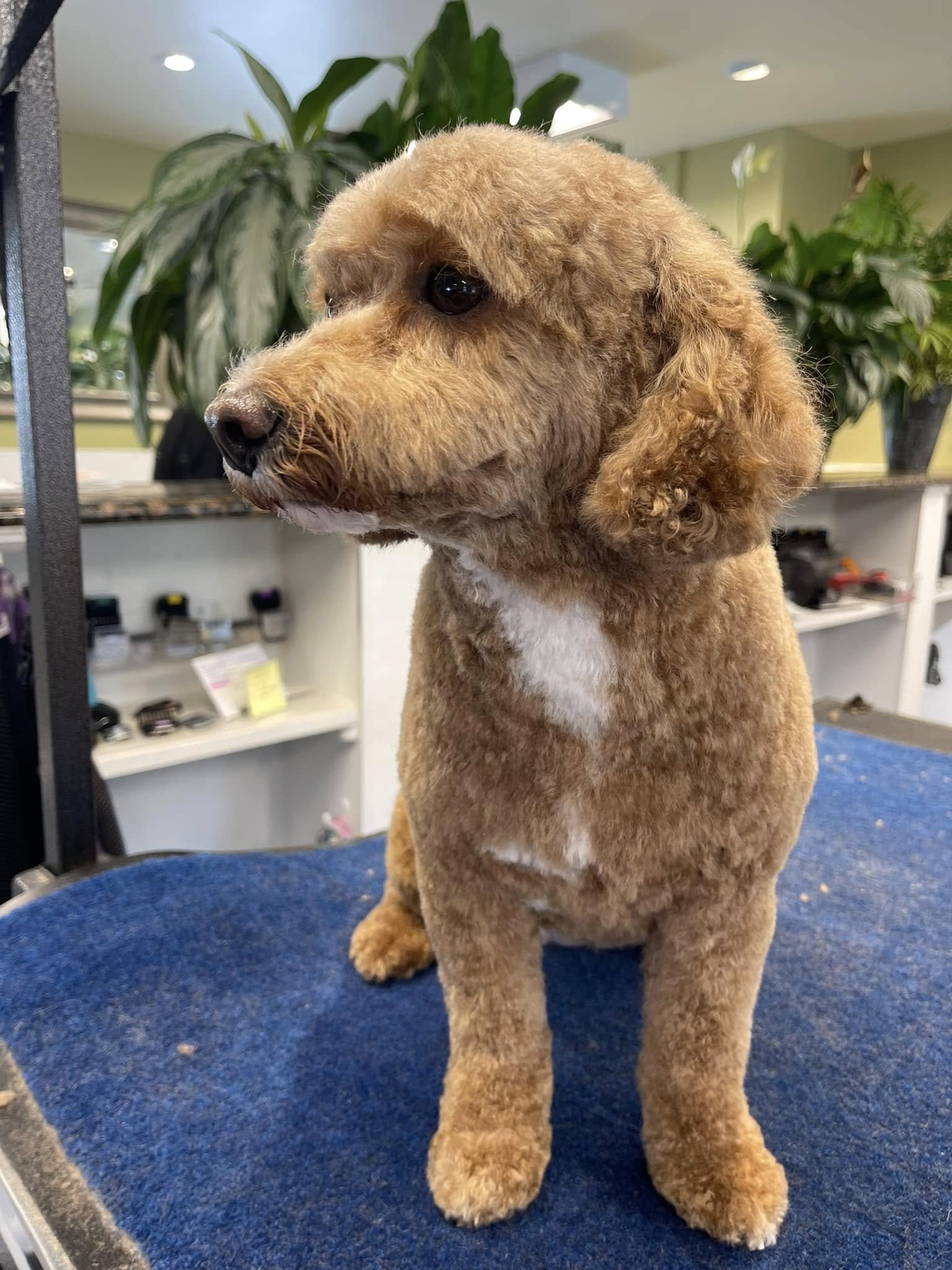 A curly-haired, light brown puppy with a white patch on its chest, sitting on a blue carpeted surface in an indoor setting with plants and shelves in the background.