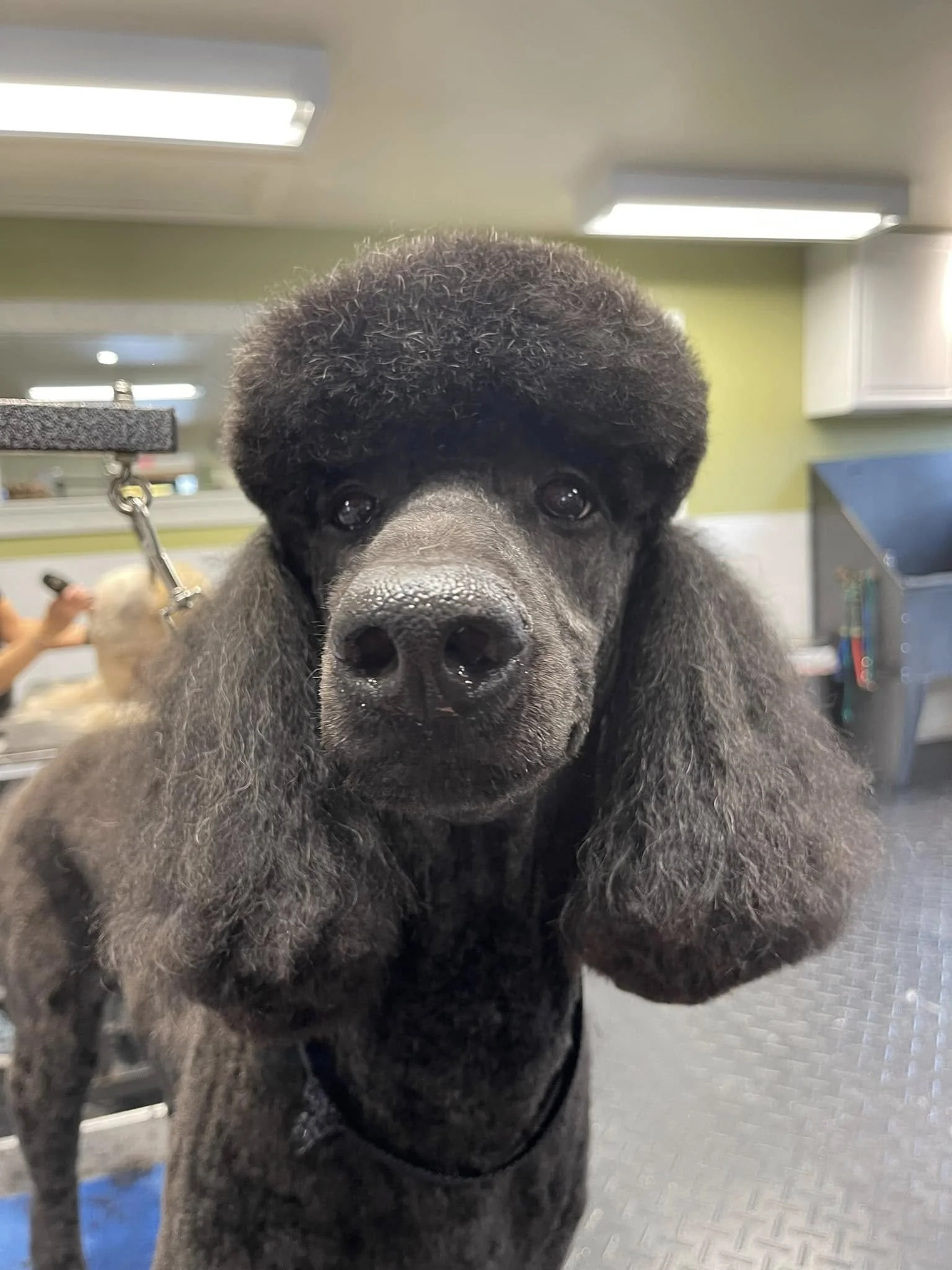 Close-up of a black and silver dog with a fluffy head, possibly a poodle or a similar breed, inside a grooming or veterinary facility.