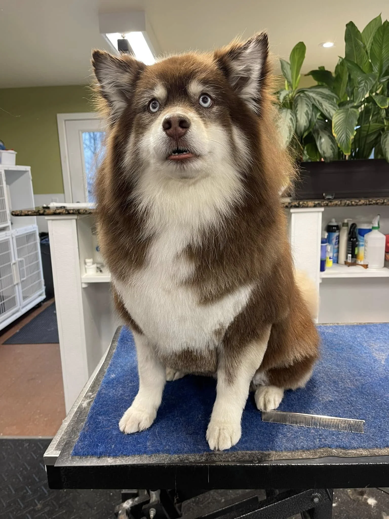 Close-up of a fluffy brown and white Siberian Husky with blue eyes sitting on a grooming table with a blue mat, in a grooming salon with stairs, grooming supplies, and a large green leafy plant in the background.