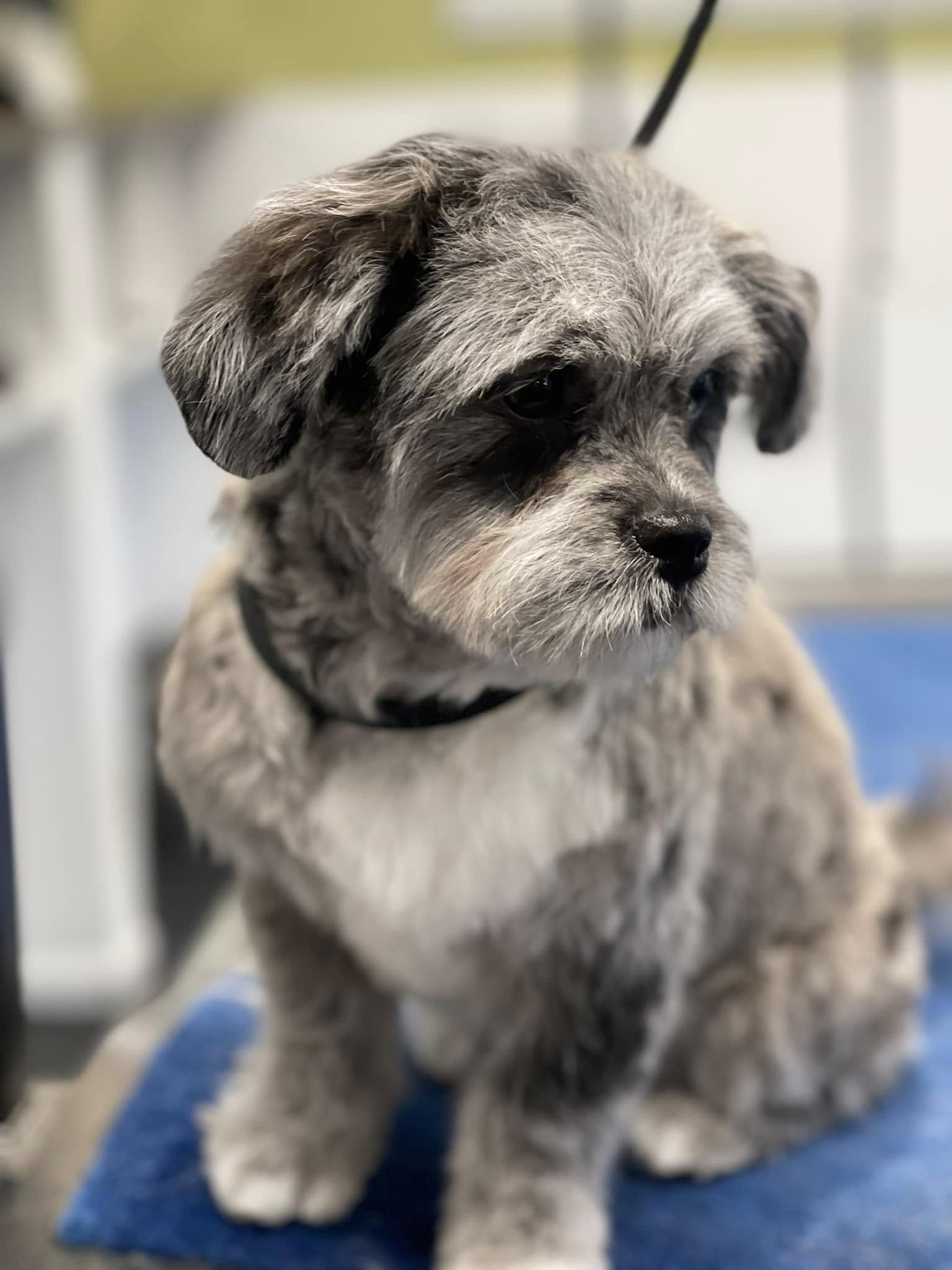 A close-up of a small, fluffy puppy with a black nose and dark eyes, sitting on a blue and gray blanket. The puppy has a brindle coat with gray, black, and brown fur.