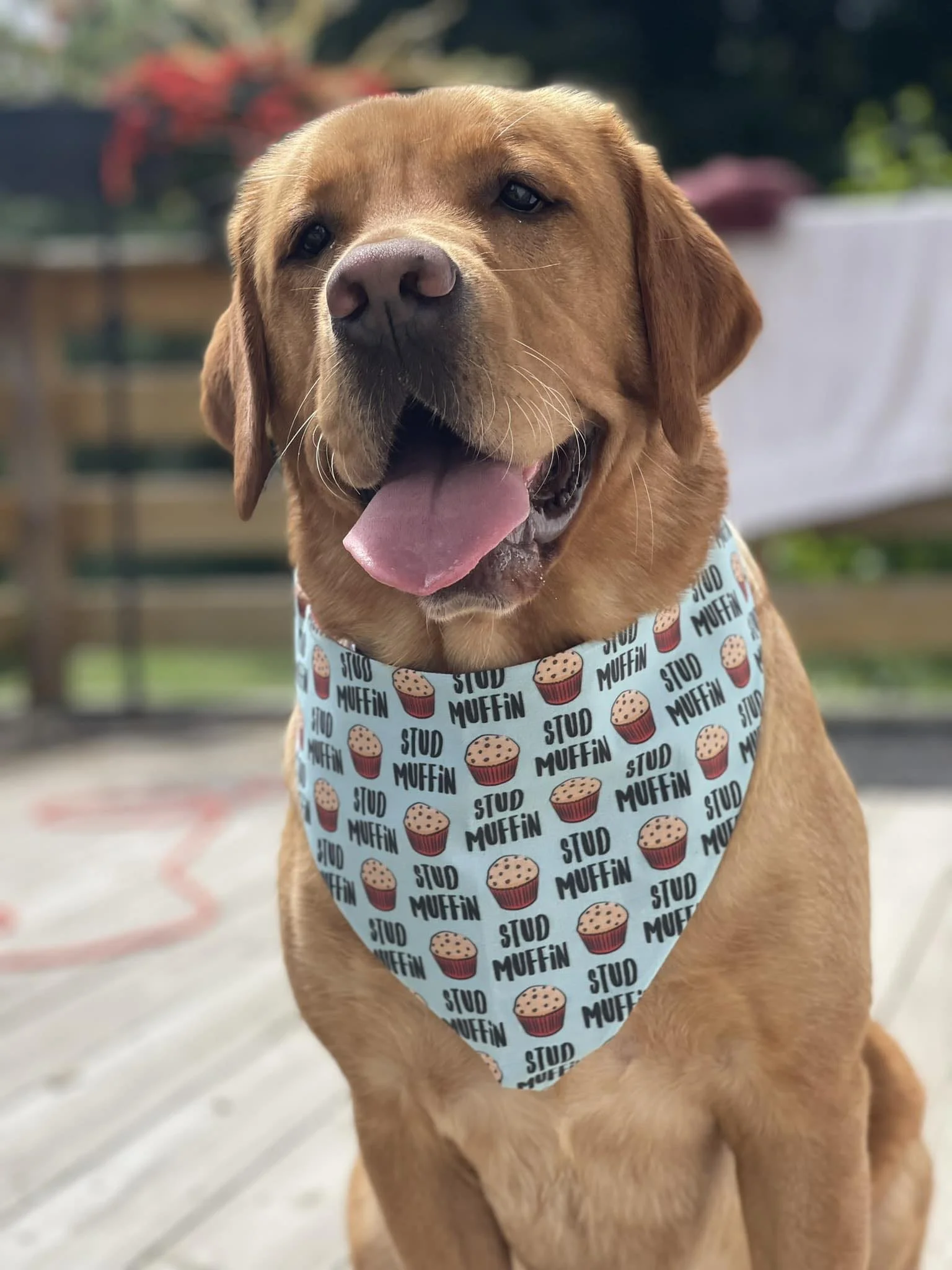 A happy brown dog wearing a light blue bandana with muffins and the words 'STUD MUFFIN' printed on it, outdoors with a blurred background.