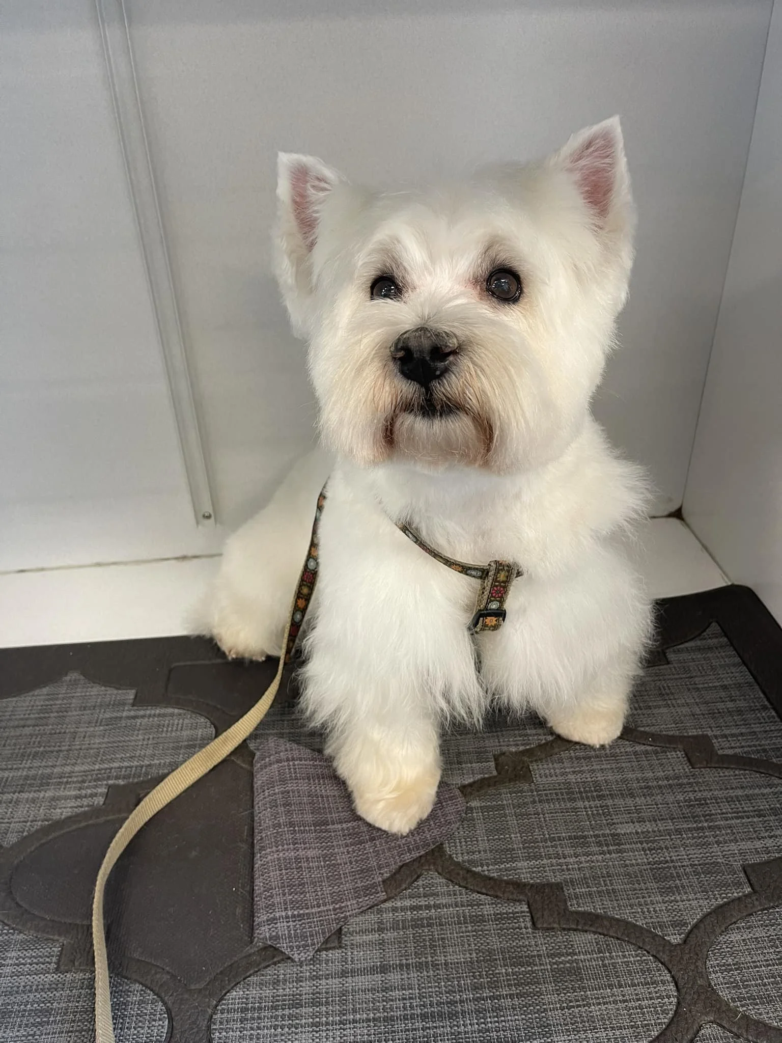 A small white dog with fluffy fur and dark eyes sitting on a mat, with a gray wall in the background.
